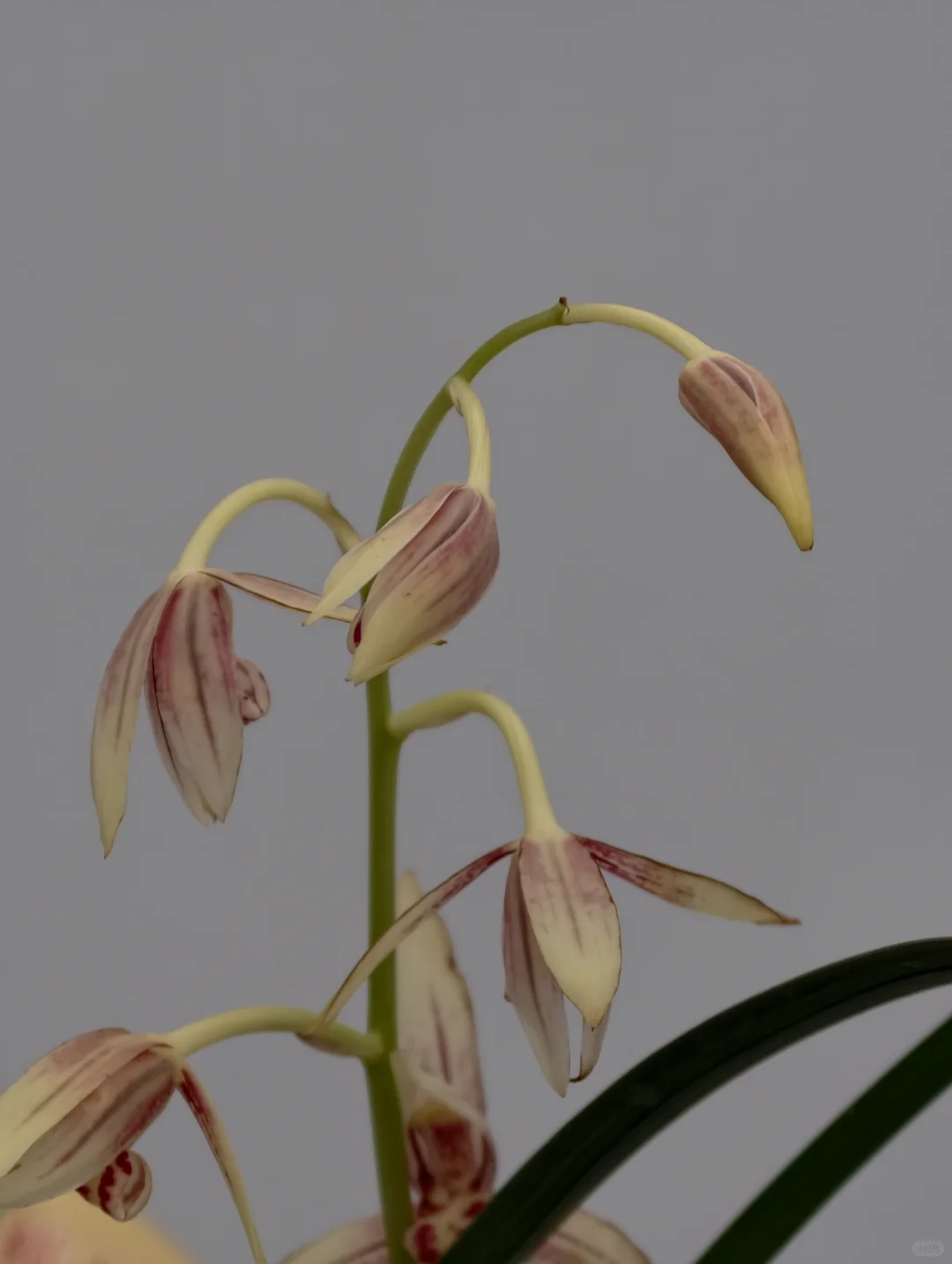 桂林花展｜太饱眼福~我太爱兰花啦！