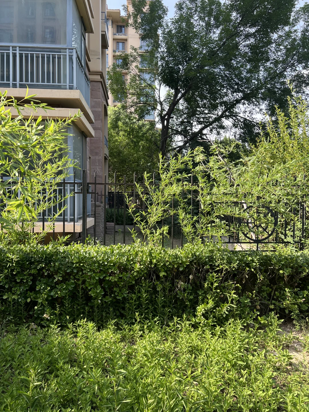 淄博 免费送竹子！