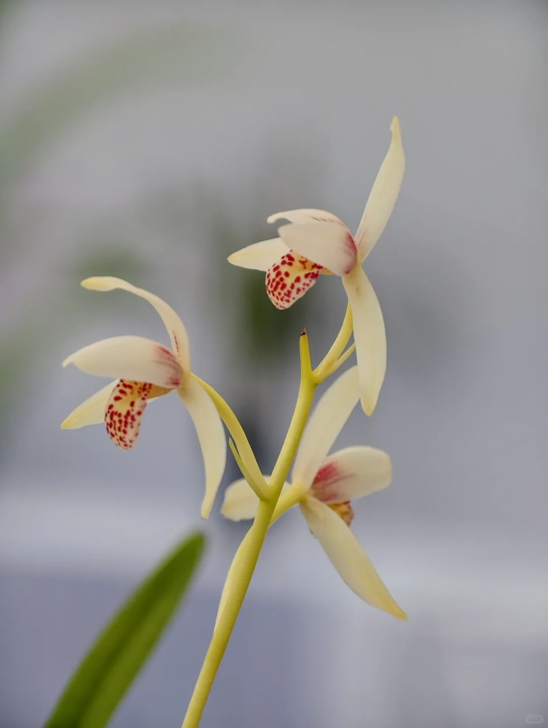 桂林花展｜太饱眼福~我太爱兰花啦！