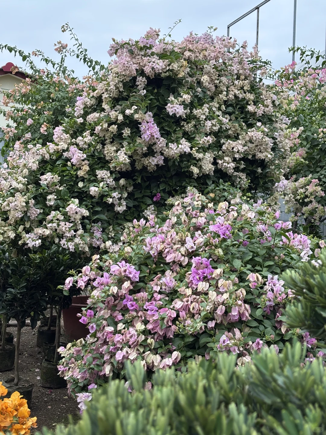 周末不知道去哪？来桂林花展当一天花仙子吧