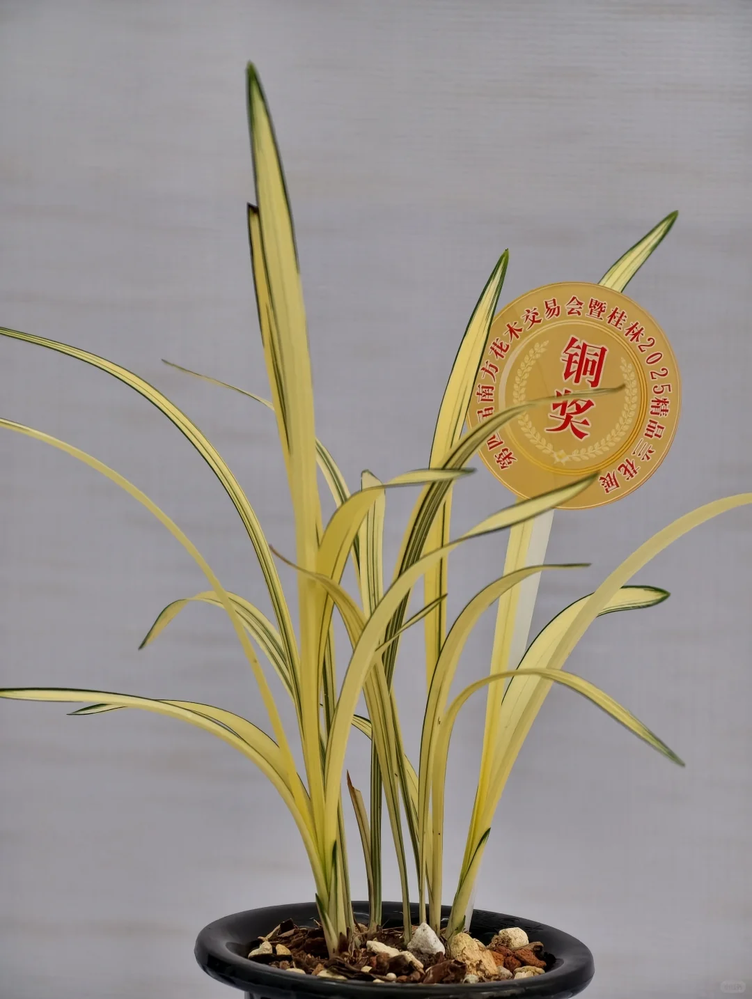 桂林花展｜太饱眼福~我太爱兰花啦！