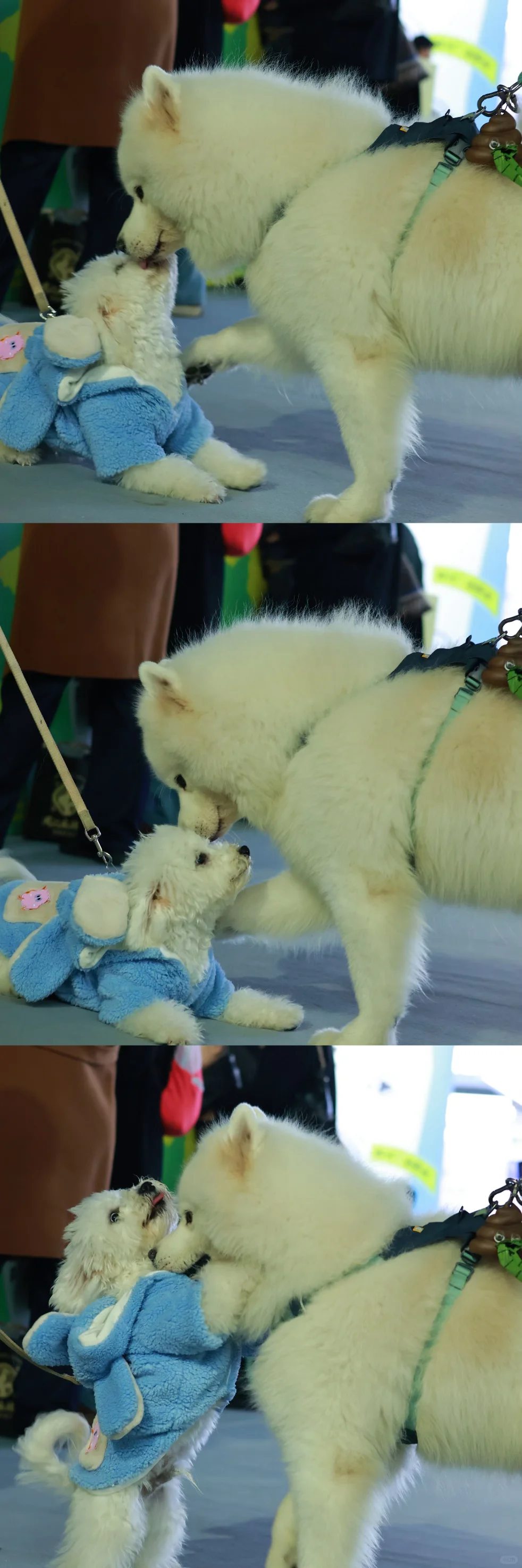 泸州宠物博览会