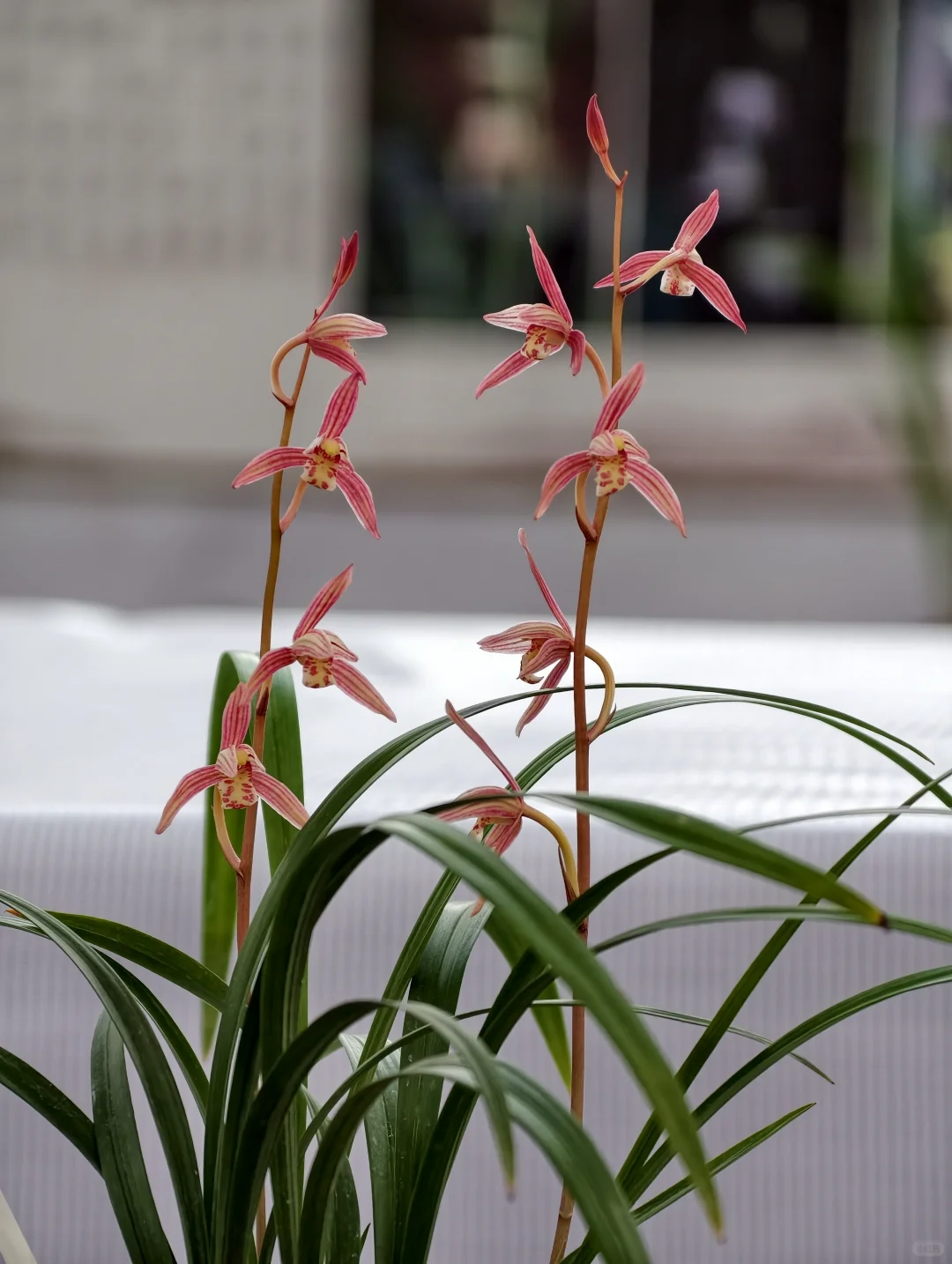 桂林花展｜太饱眼福~我太爱兰花啦！