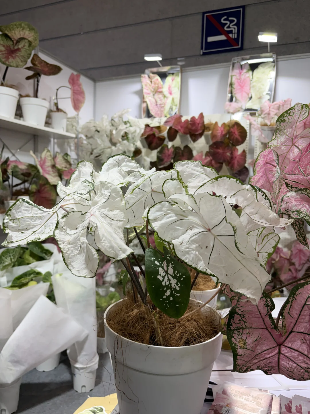 没有人能空手离开无锡热植展?