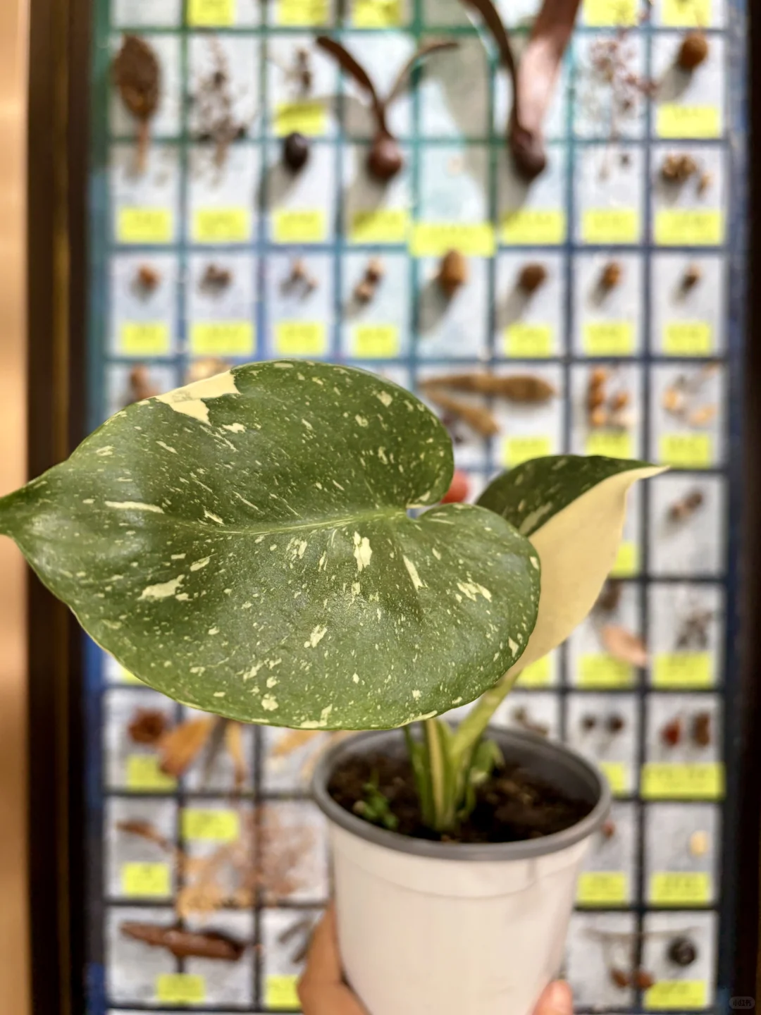 没有人能空手离开无锡热植展?