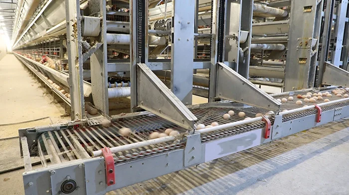 自动化蛋鸡设备包括：热镀锌蛋鸡笼及笼架