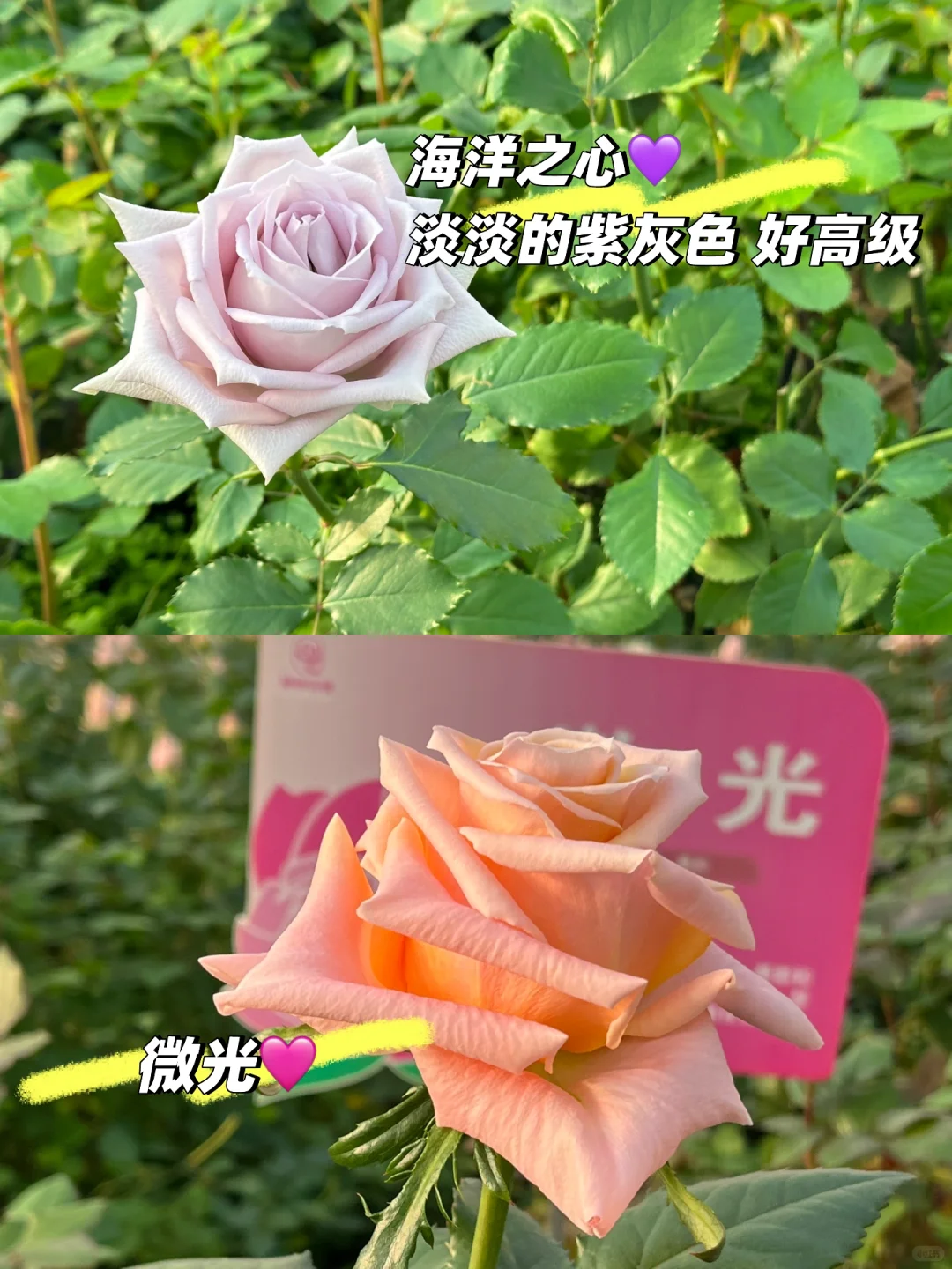 邯郸绝美打卡地！宝藏小众玫瑰花园！