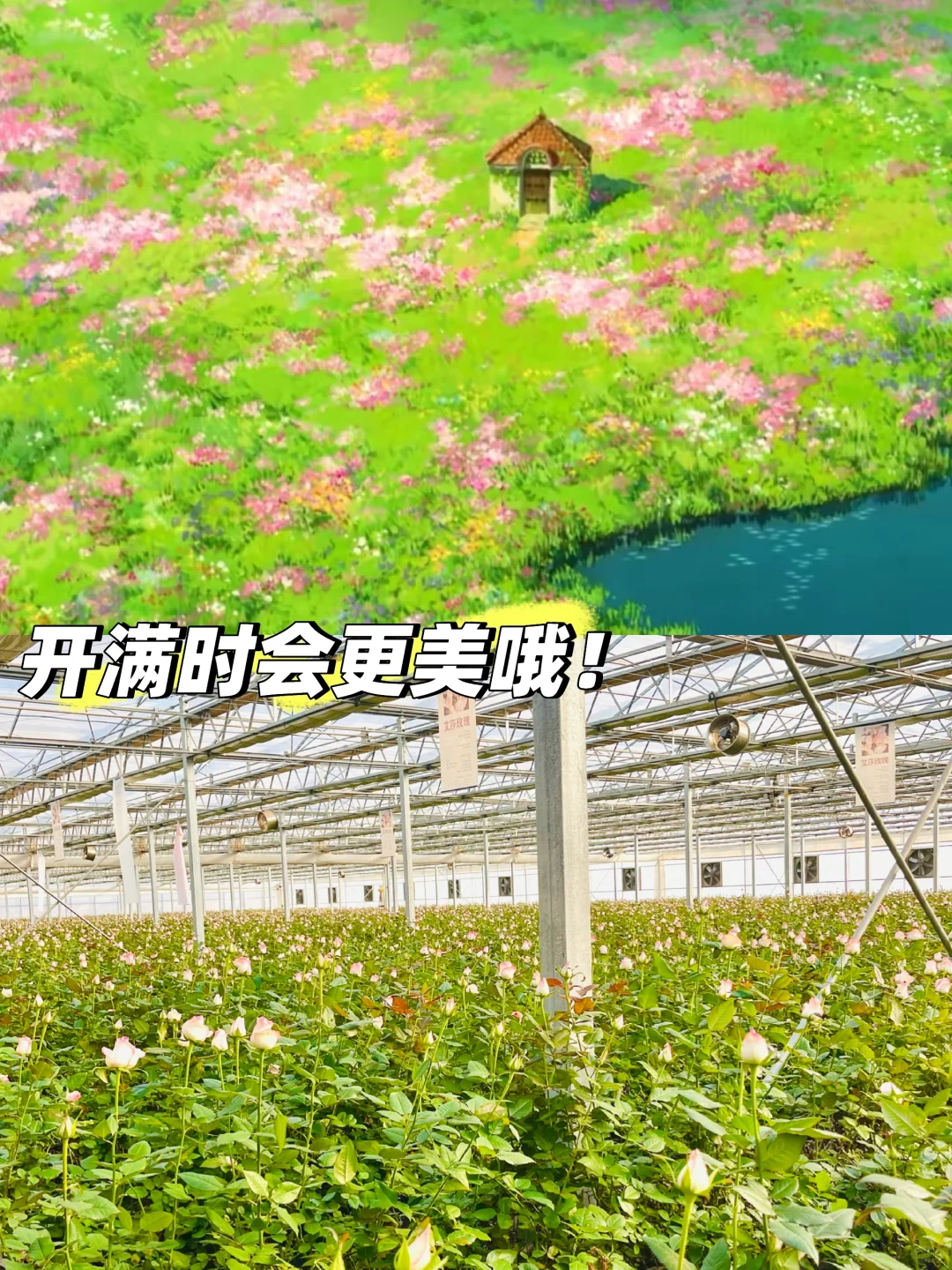 邯郸绝美打卡地！宝藏小众玫瑰花园！