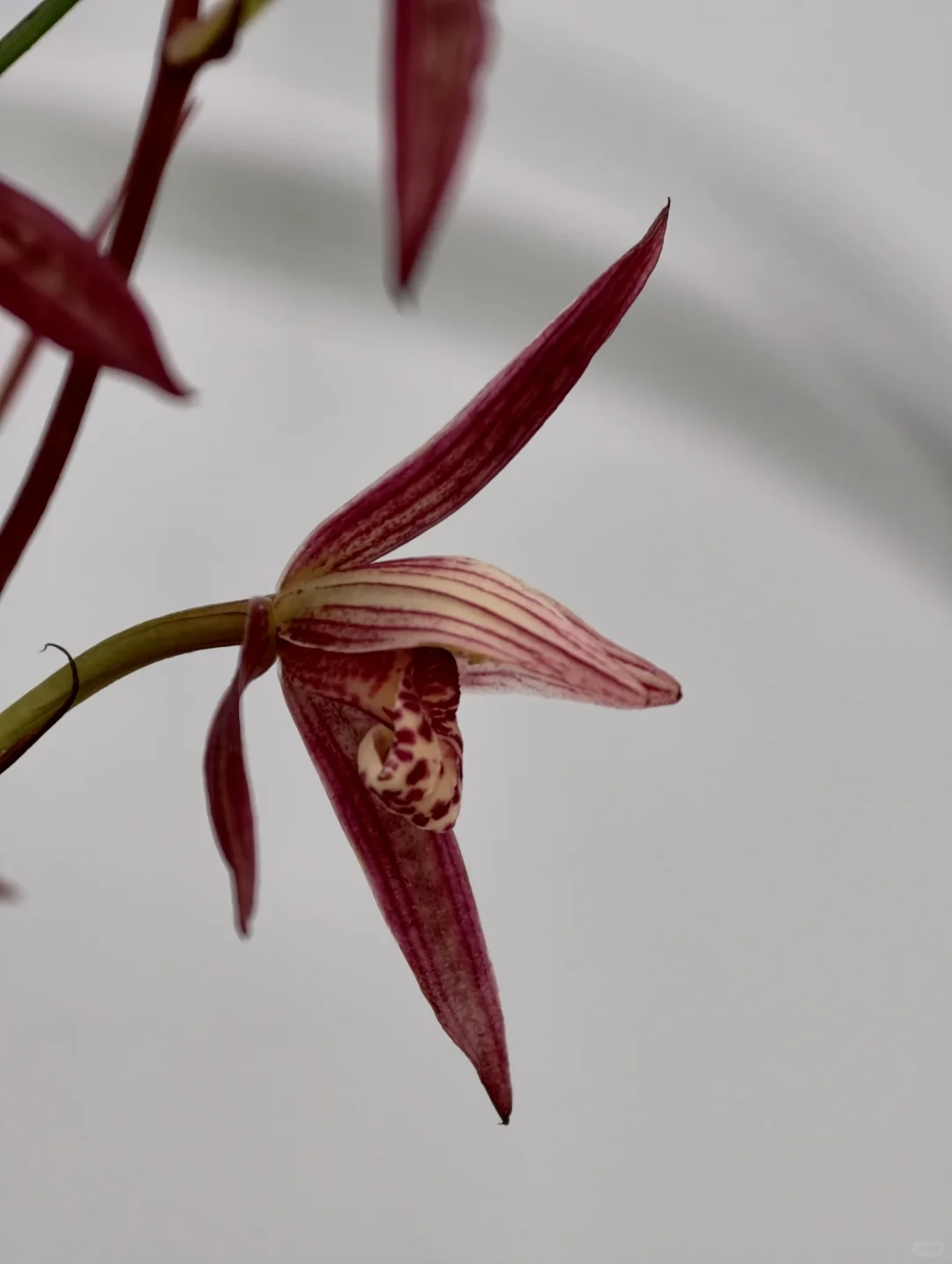 桂林花展｜太饱眼福~我太爱兰花啦！