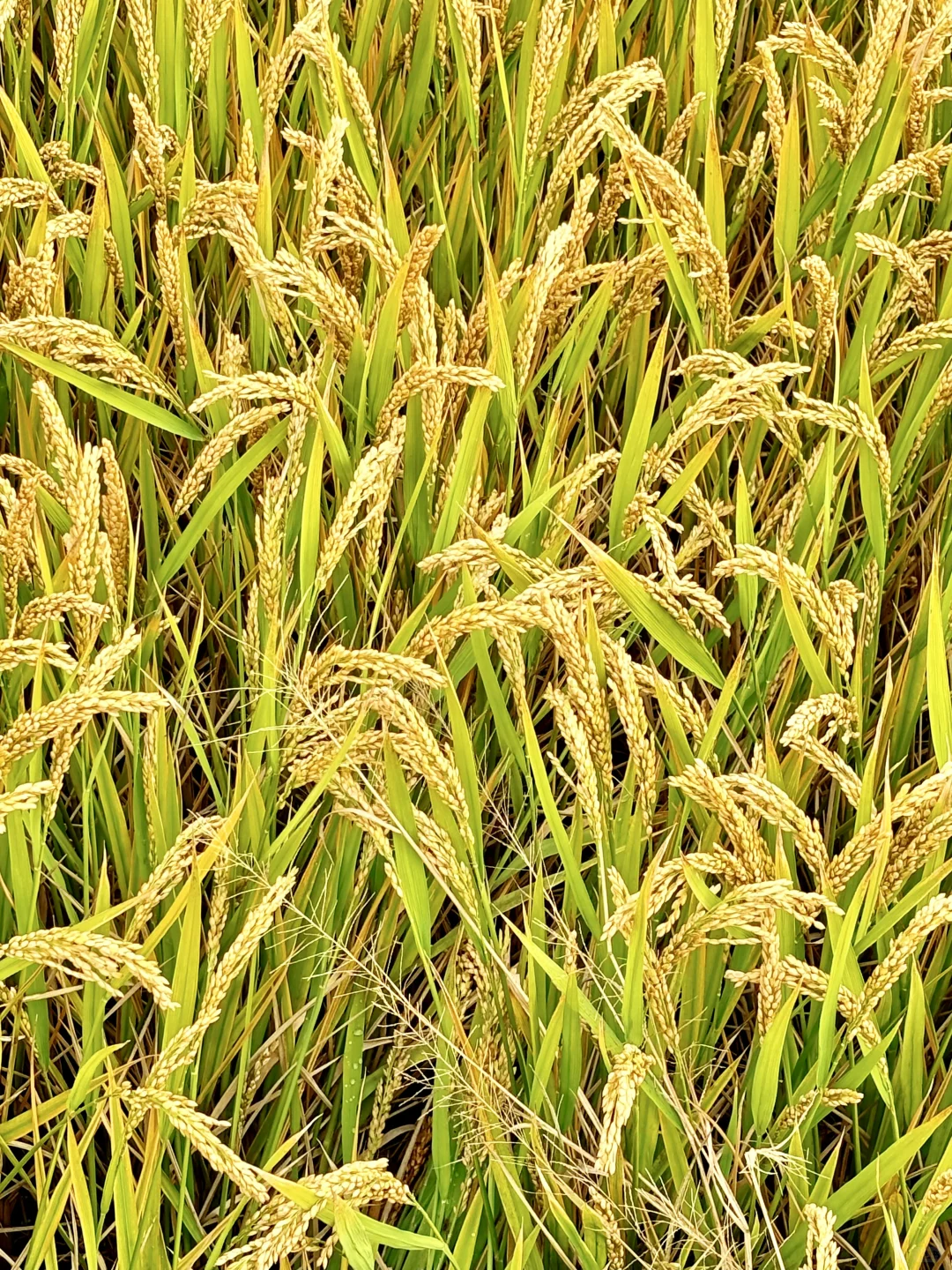 稻海漫过窗棂时,刚好接住了嘉定向阳的秋