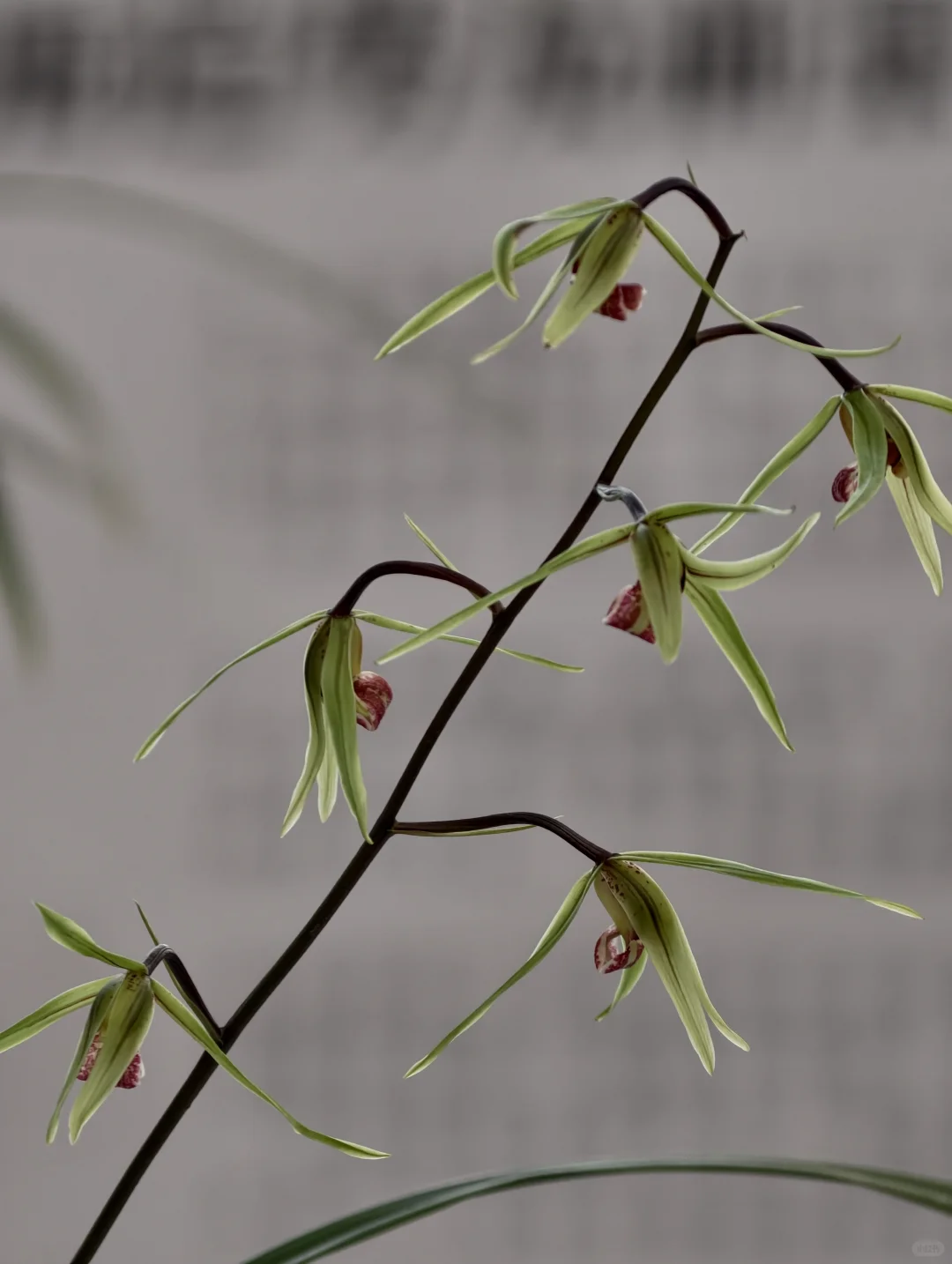 桂林花展｜太饱眼福~我太爱兰花啦！