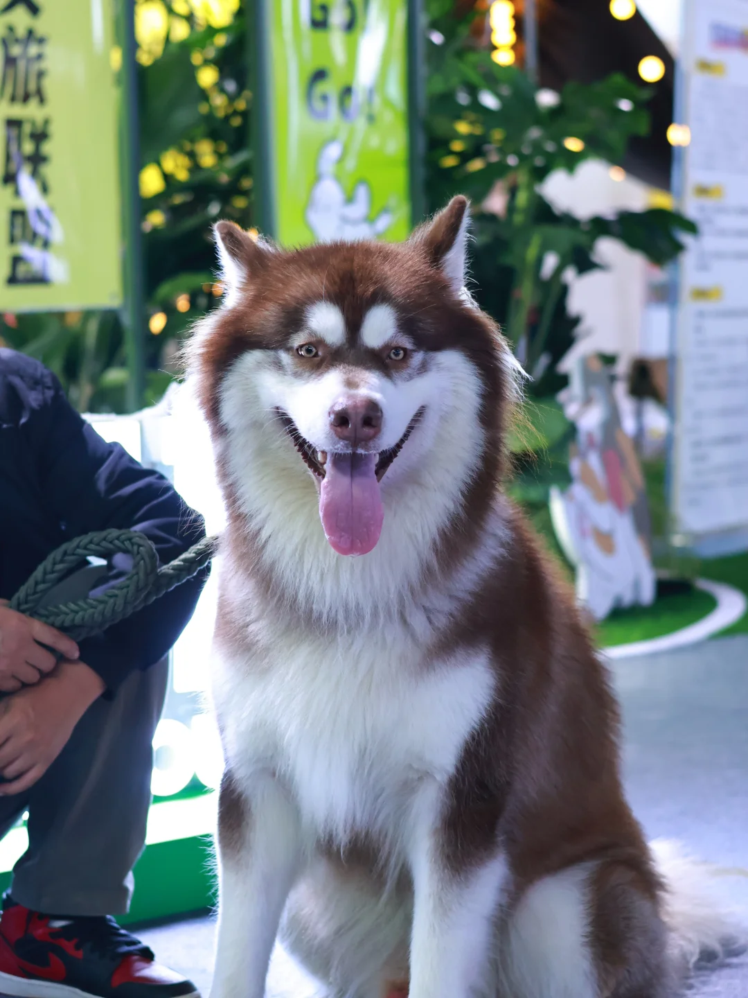 泸州宠物博览会