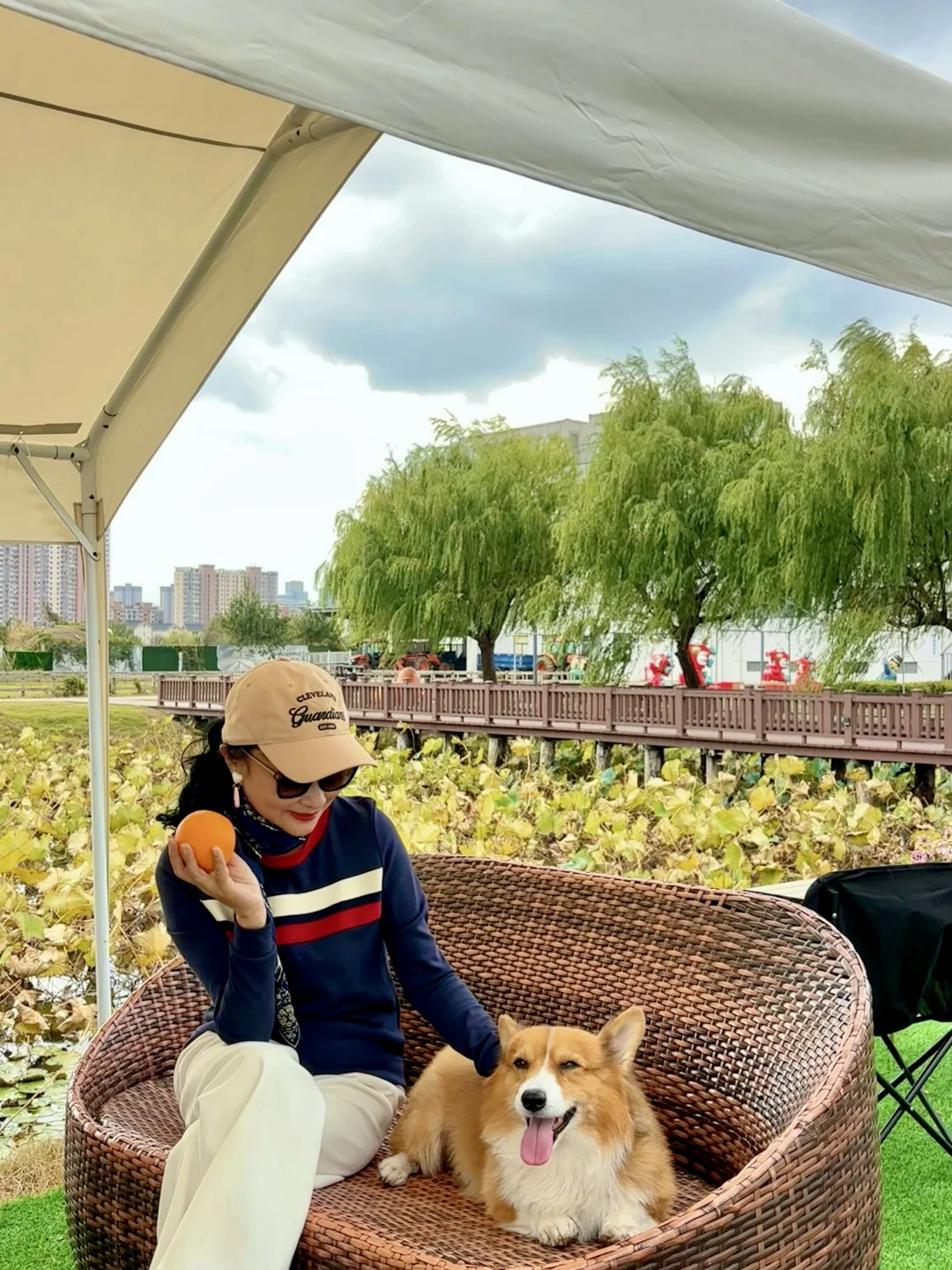 稻海漫过窗棂时,刚好接住了嘉定向阳的秋