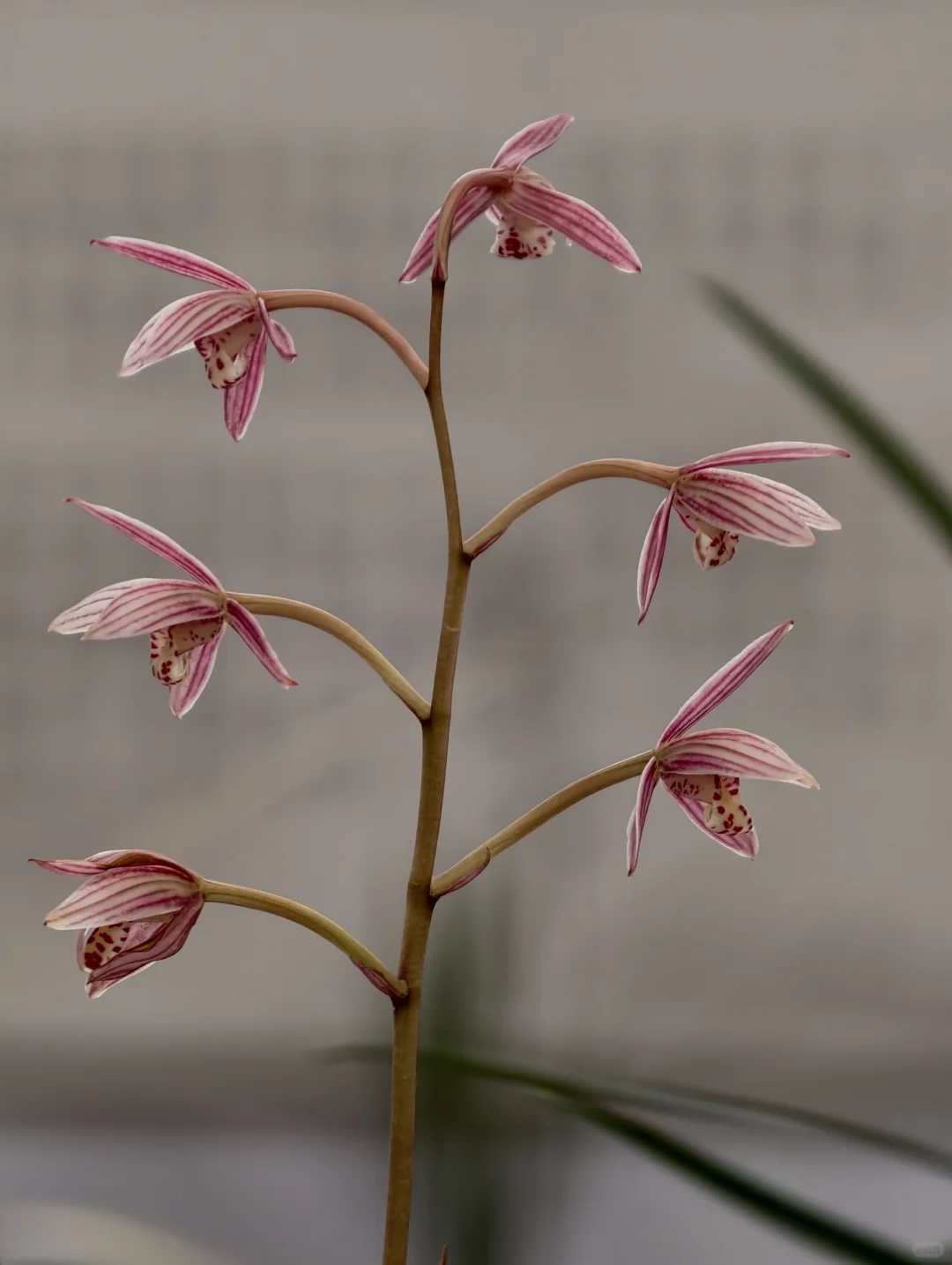 桂林花展｜太饱眼福~我太爱兰花啦！