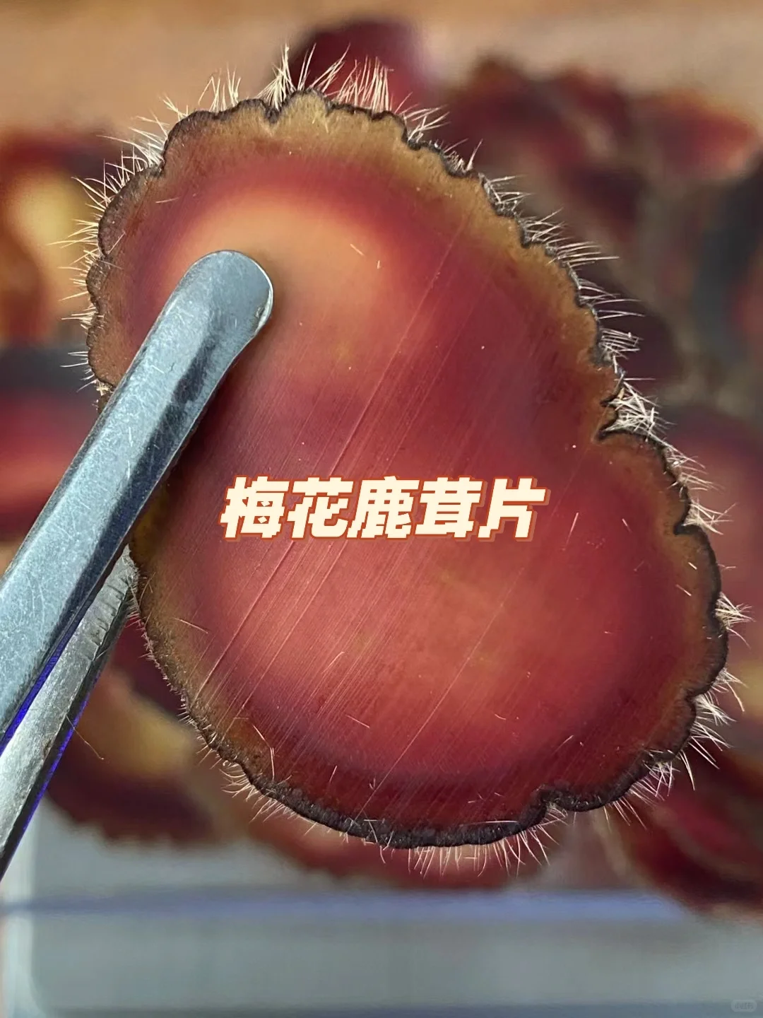 梅花鹿茸和马鹿茸片有什么区别?养殖户分享