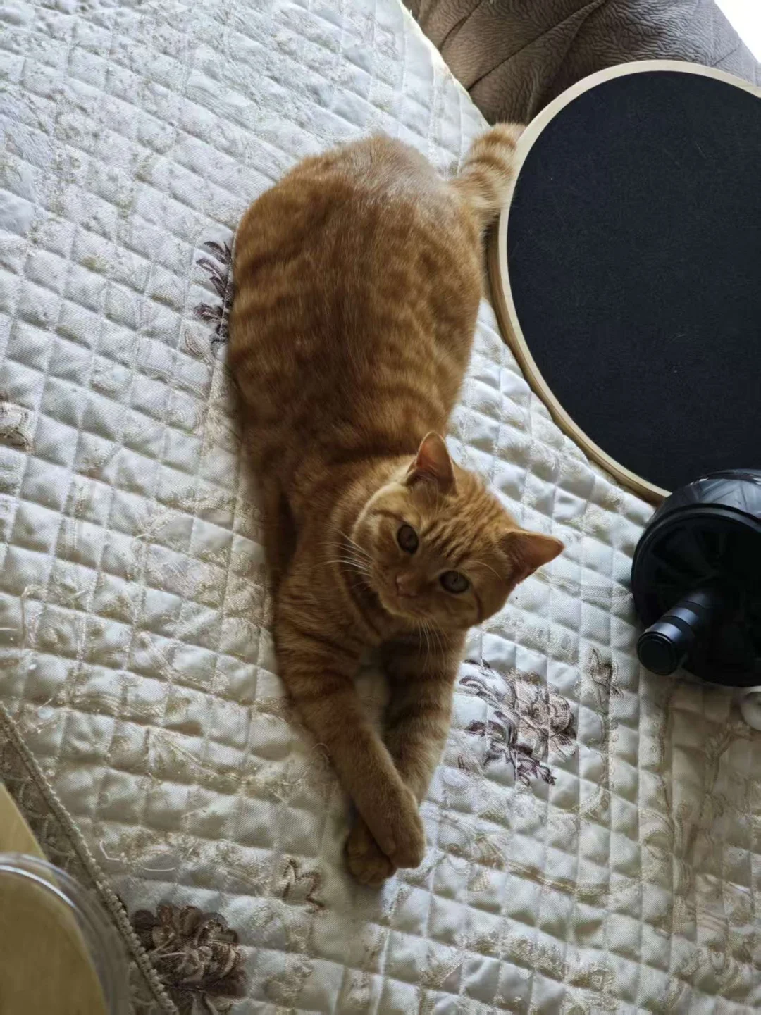 谁教小猫的仪容仪表