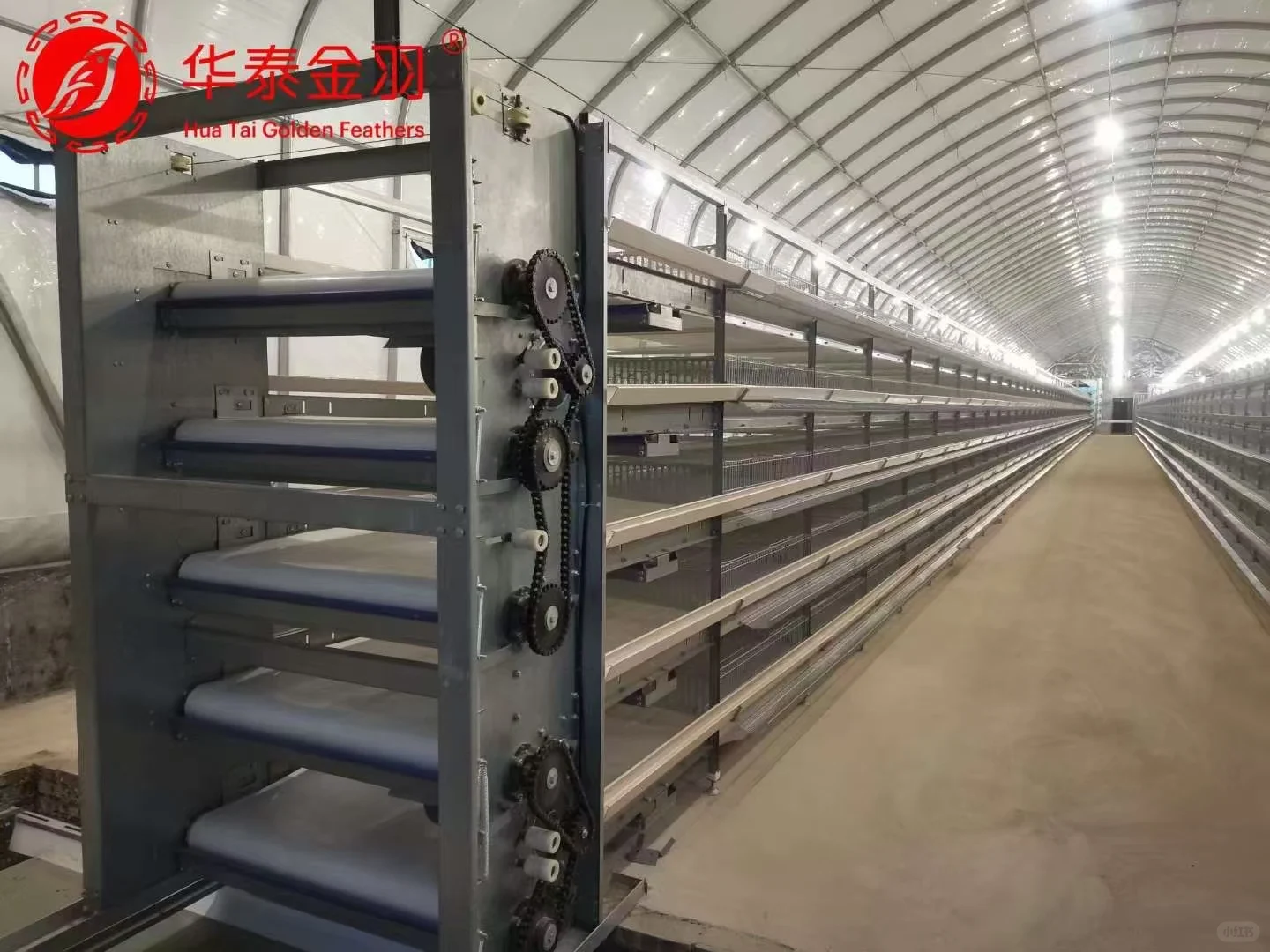 华泰金羽，打造世界一流鹌鹑养殖设备