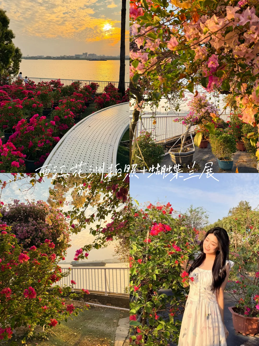 秋日氛围感天花板?西江花洲拍照+蝴蝶兰展