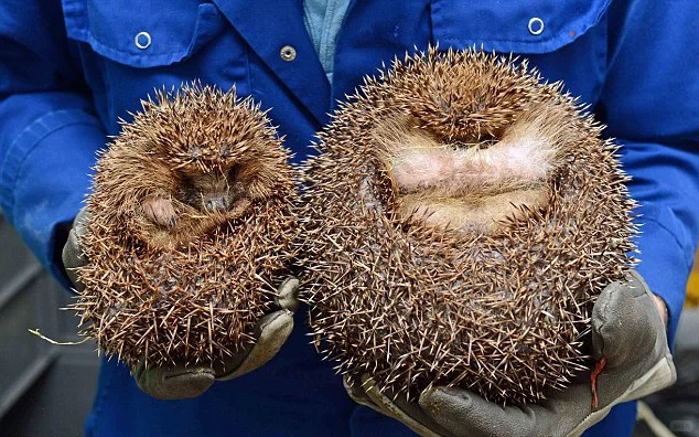 大刺猬活的 刺猬养殖购买 刺猬作用效果