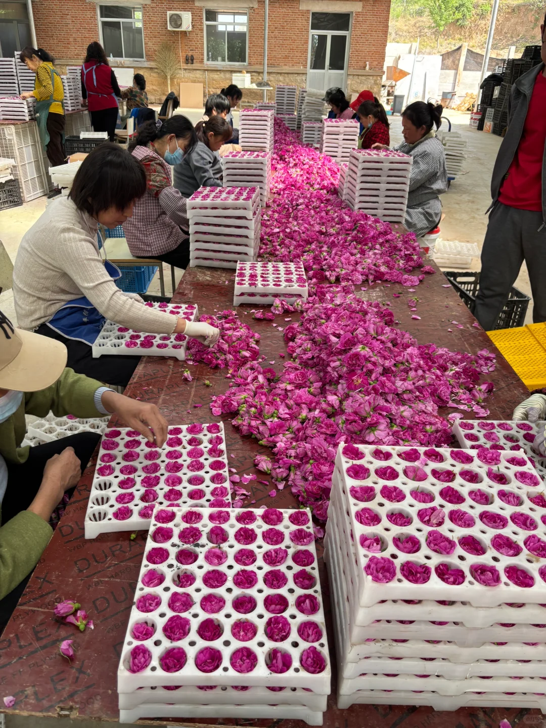 探秘玫瑰花工厂|99%人不知道的真空玫瑰