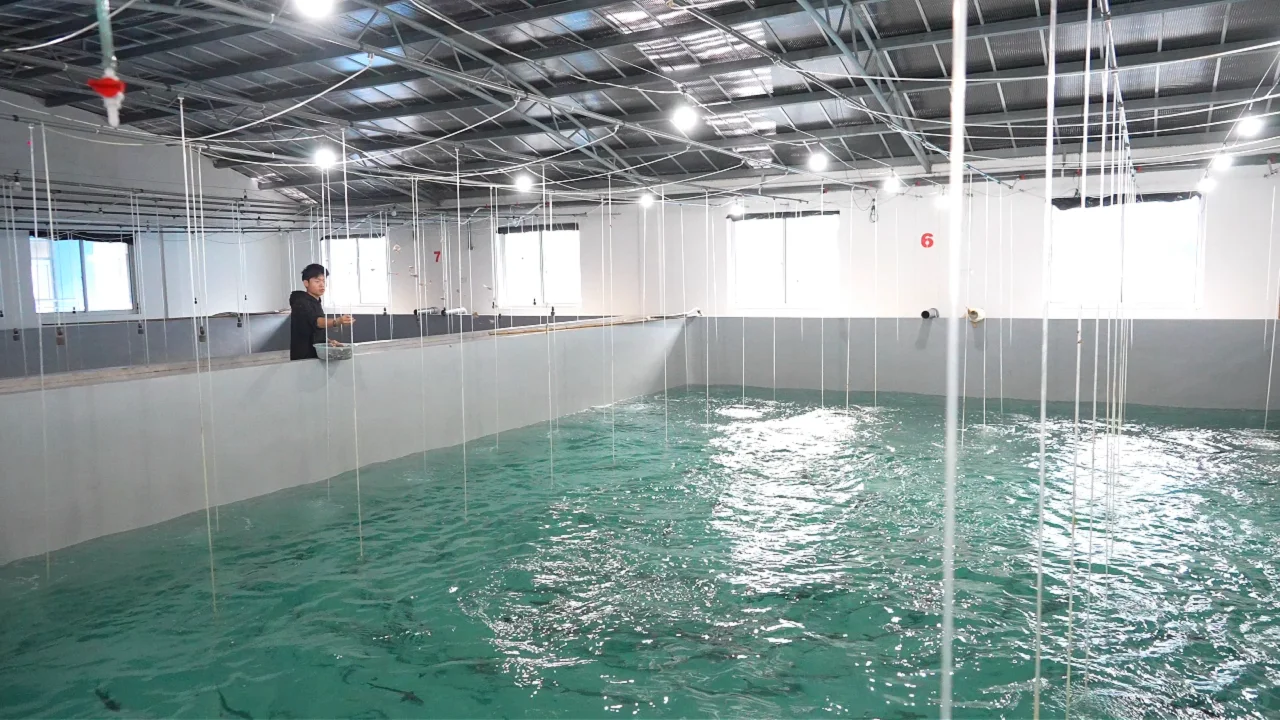 全国首次!宁波人爱吃的这种鱼,实现人工养殖