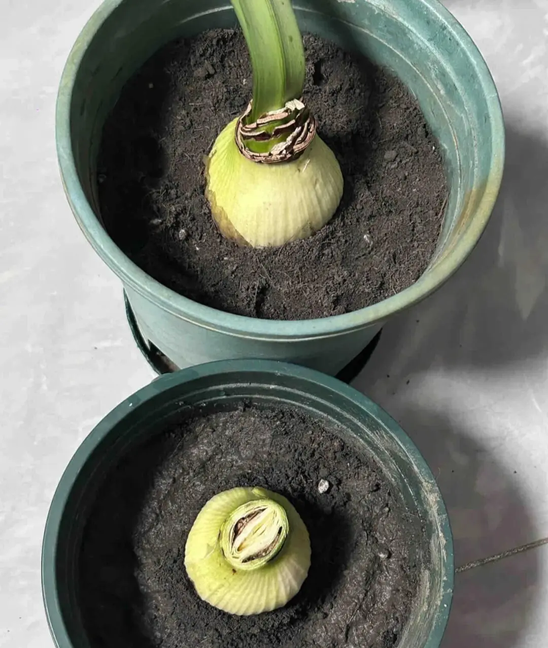 再说毒营养土和工业废土，看图学鉴别