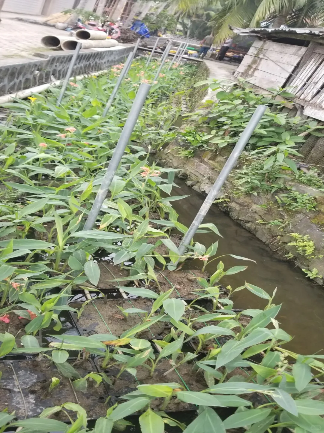 河道治理不踩坑！水质问题对症下药指南