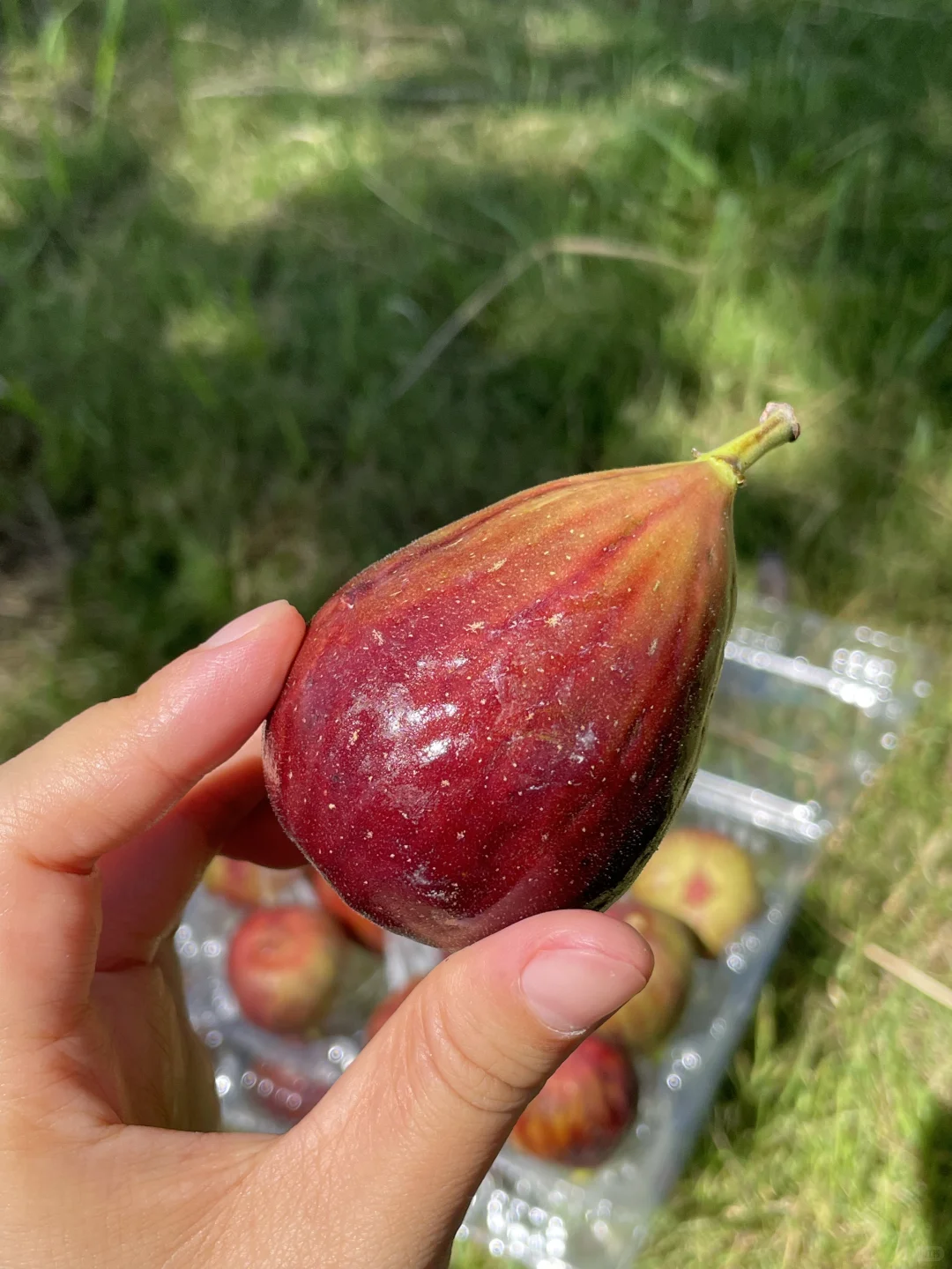 推荐冻起来吃?这样能吃一年~