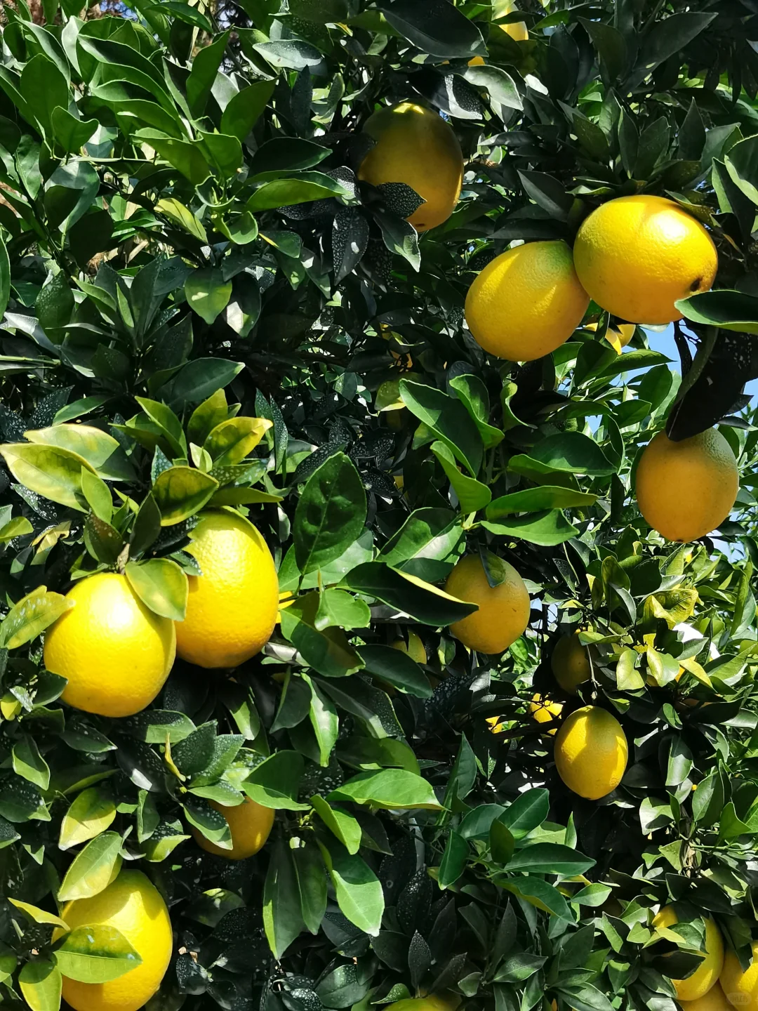 爸说别看它黄了，稀土山橙口感还差火候