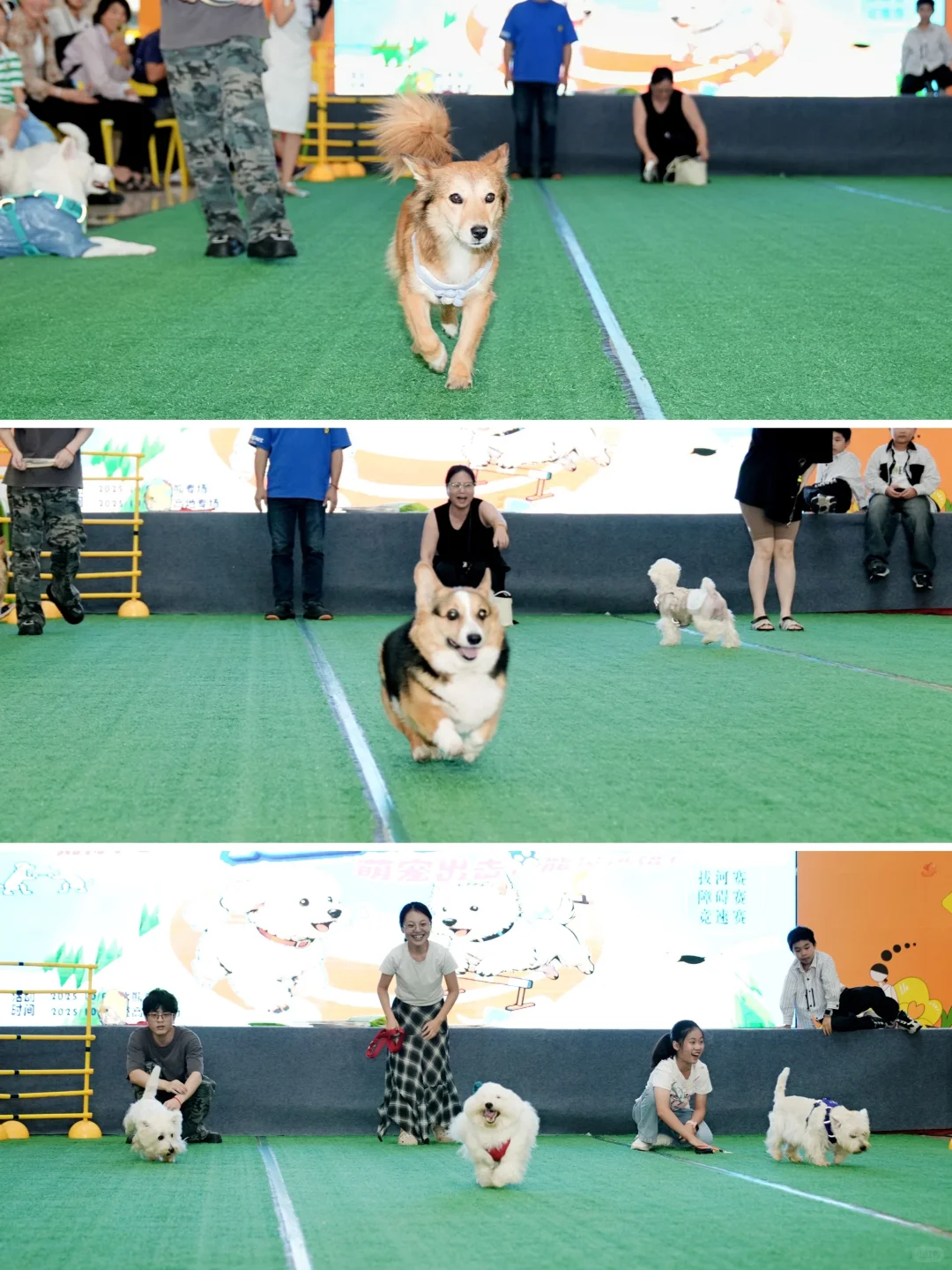 必冲！川南宠博会逛展注意事项