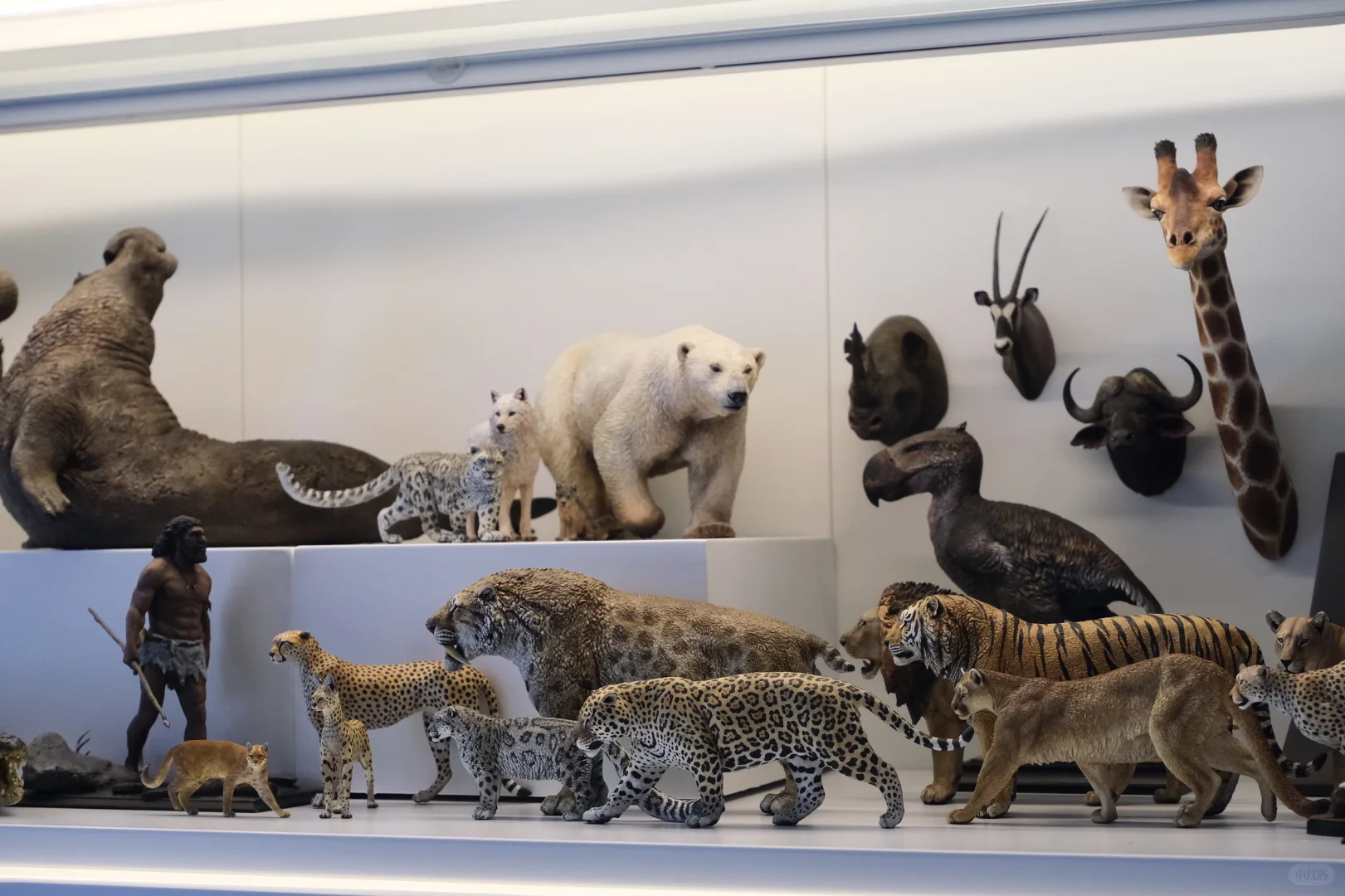 1:15动物模型一些收藏