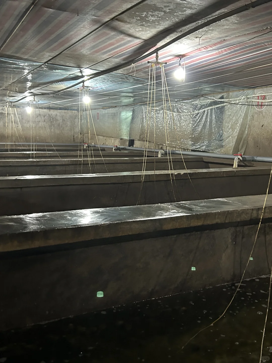 ✨ 大连海参人工养殖基地