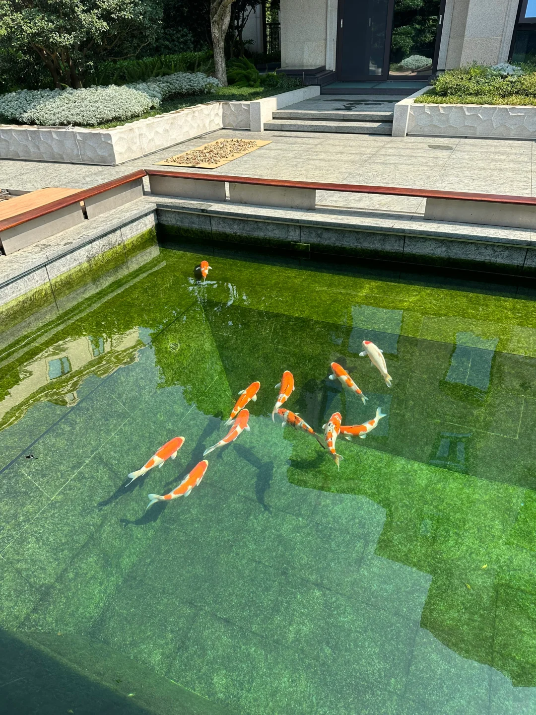 鱼池水质不好，用氧化菌修复，观察水色变化！