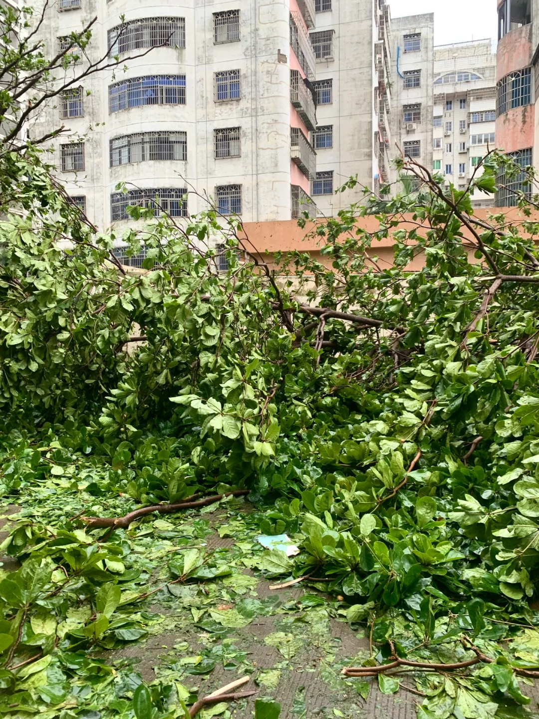 台风“摩羯”后的家?｜断桥铝门窗的重要性