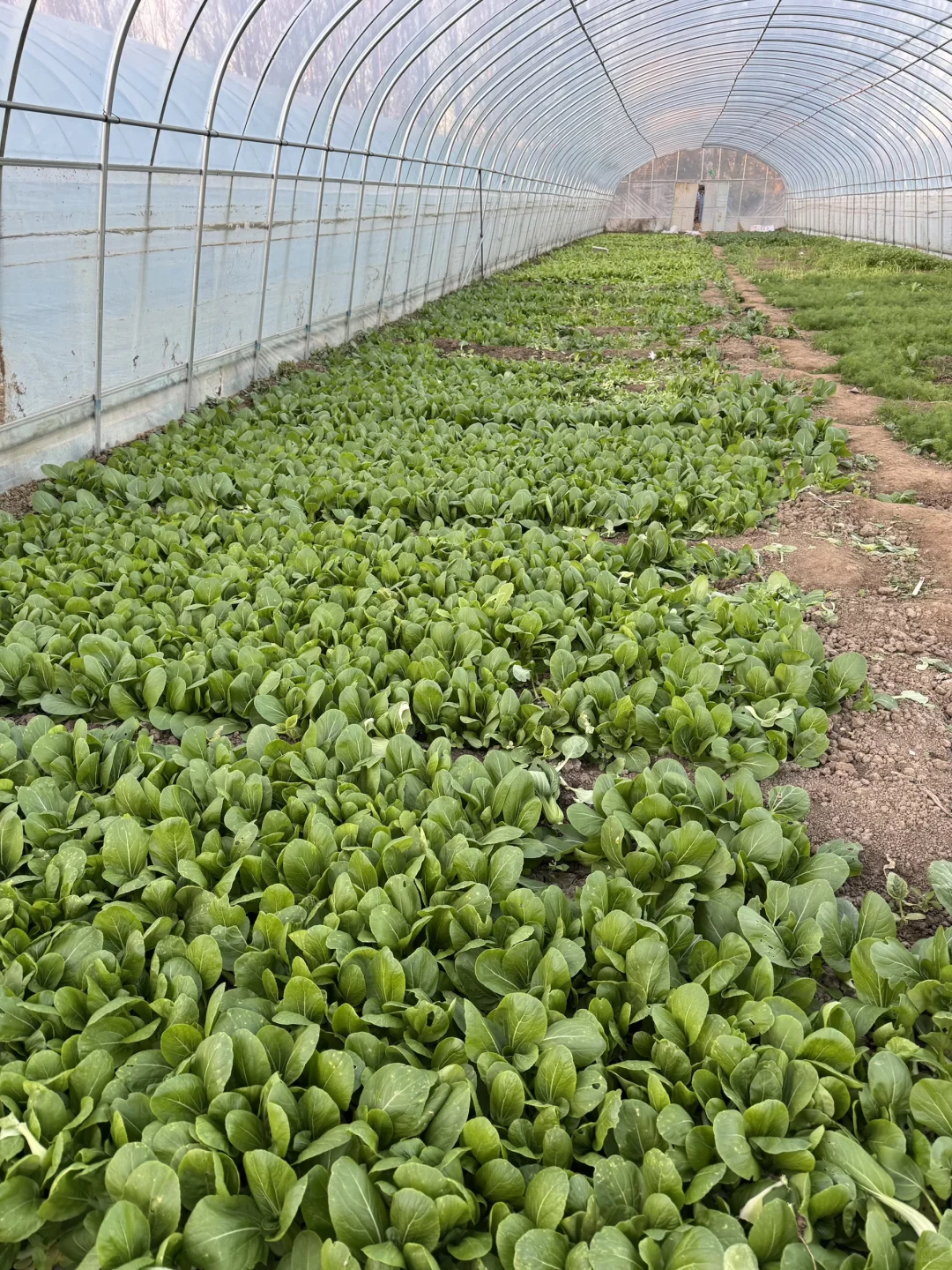 周末遛娃之采摘蔬菜，看看鸡鸭鹅和兔子