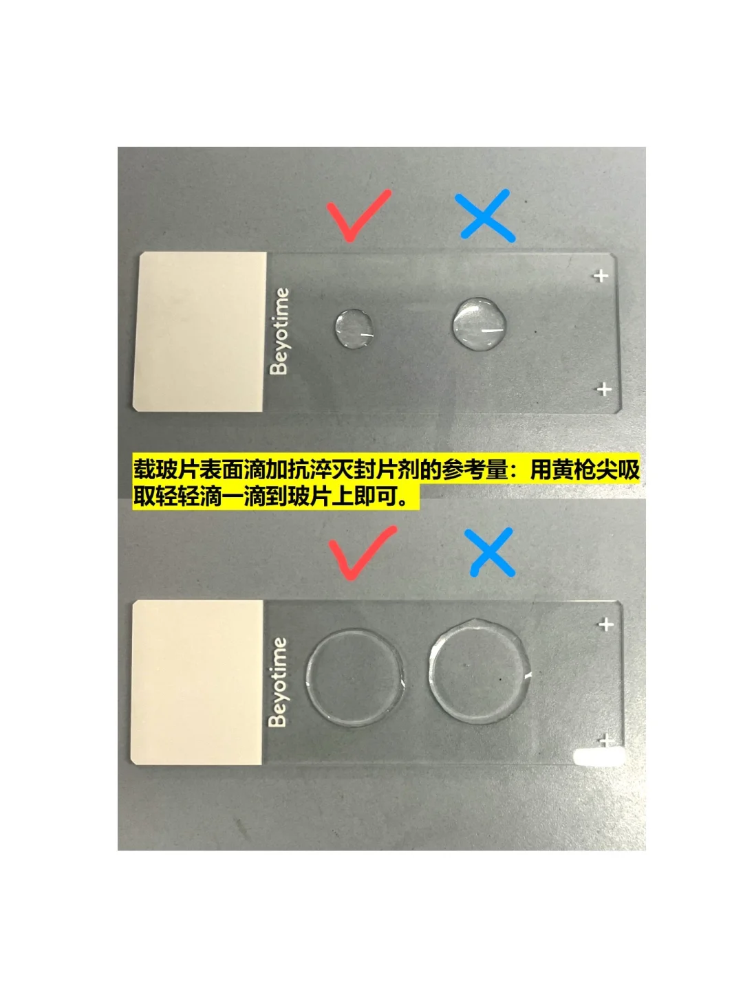 保姆级免疫荧光实验protocol~