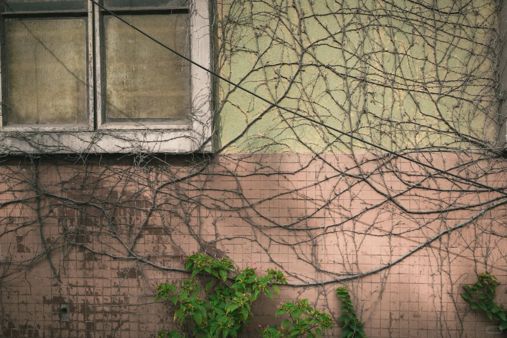 残骸与新生，大自然改造了废弃工厂