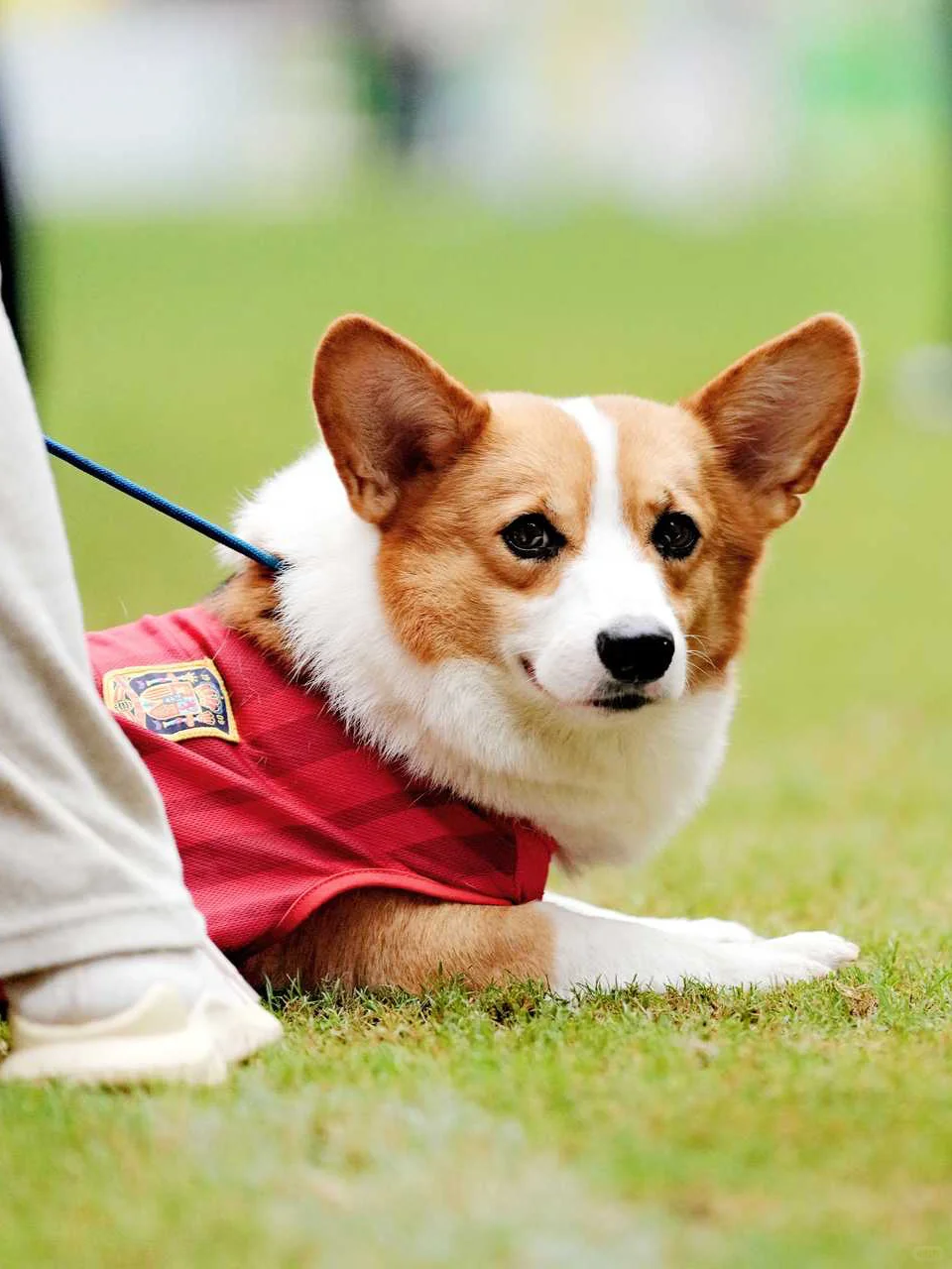 川南宠博会！泸州！太多可爱的毛孩子啦
