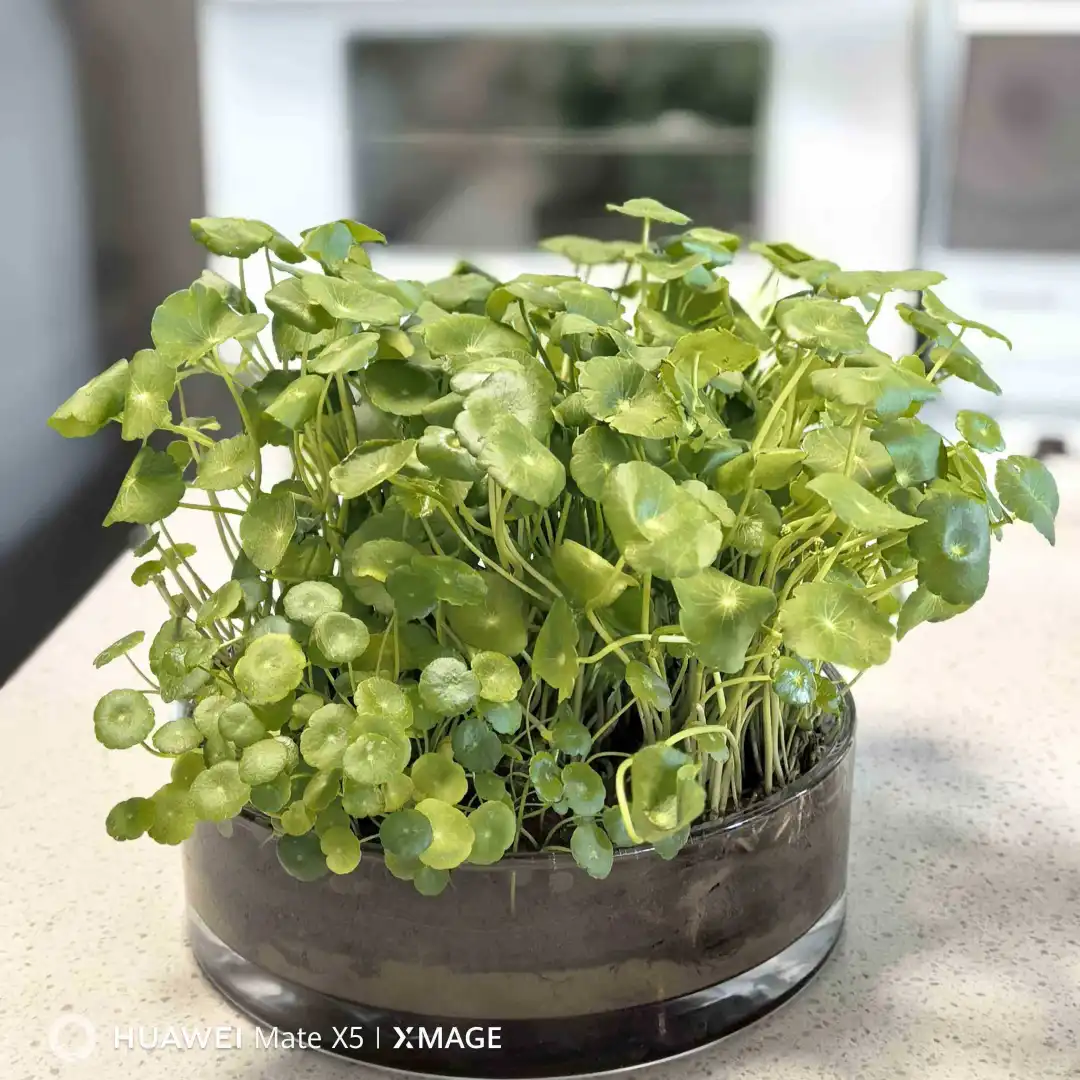 绝美加厚玻璃花瓶?我的桌面小森林