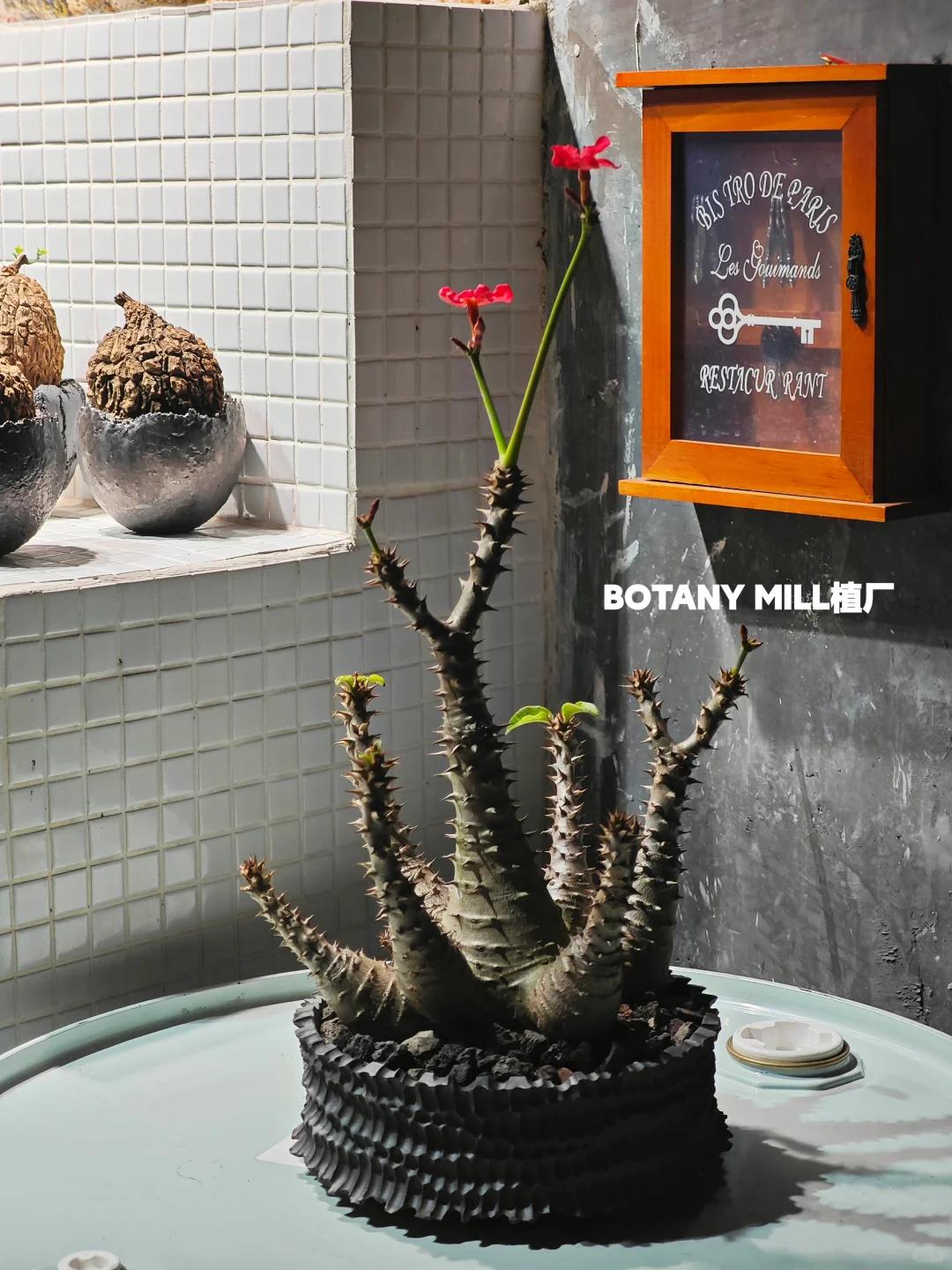 植物买手店和植物加工厂