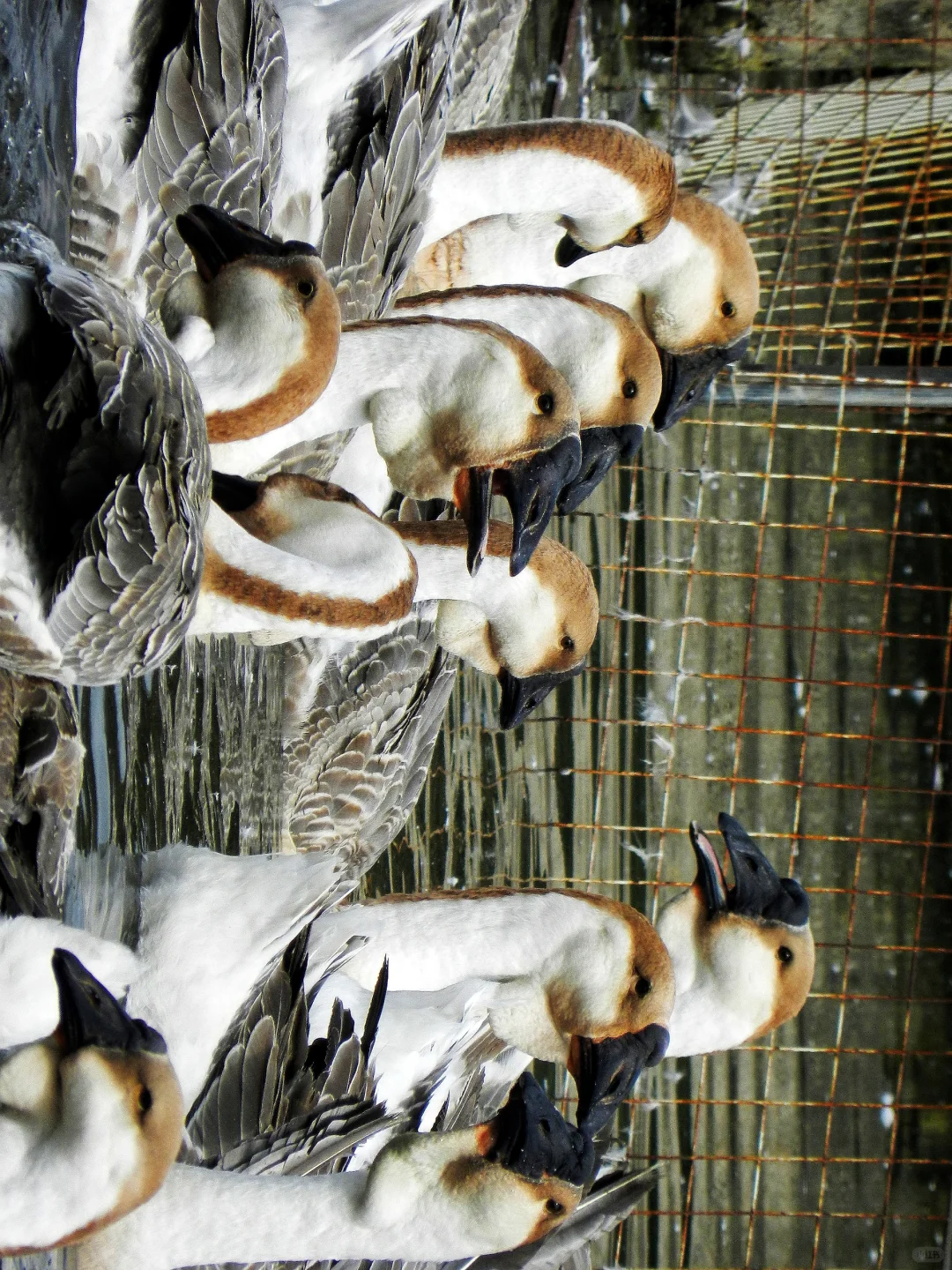 潜入澄海狮头鹅养殖场!