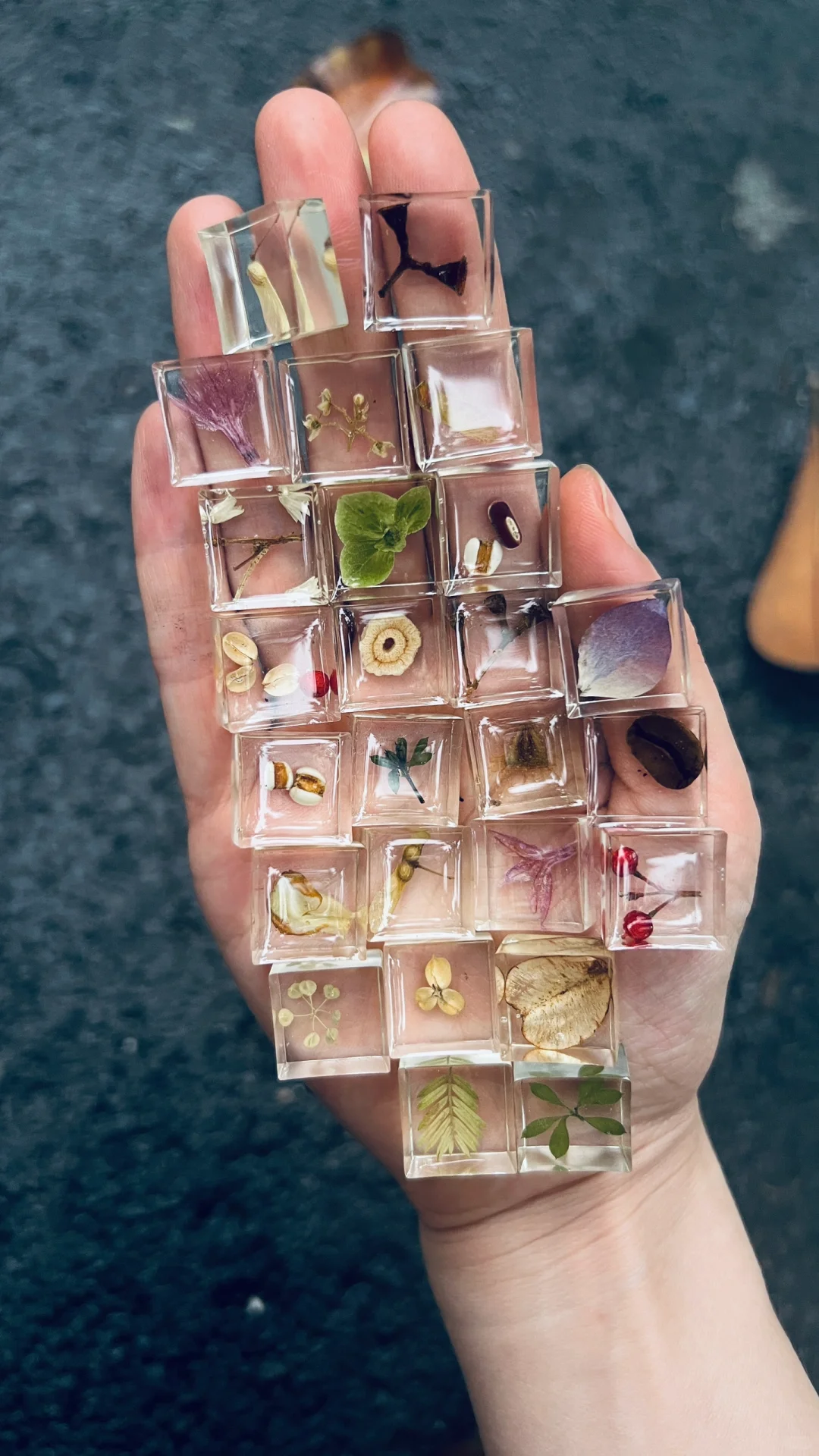 生命立方||植物在方寸间凝固永恒