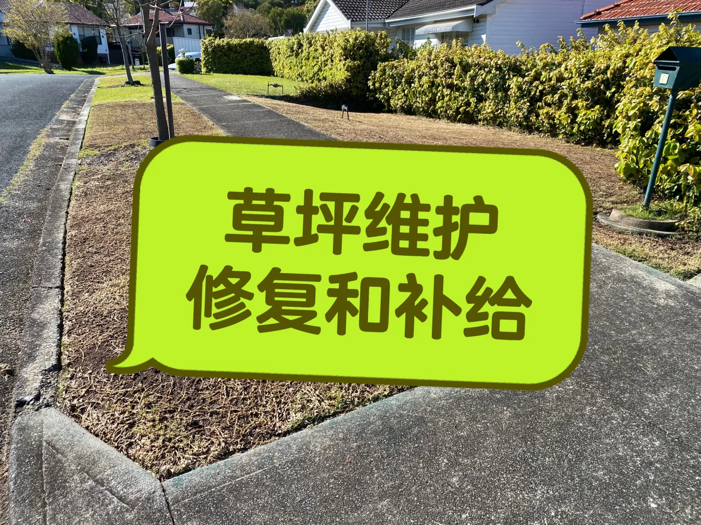 草坪修复与补给