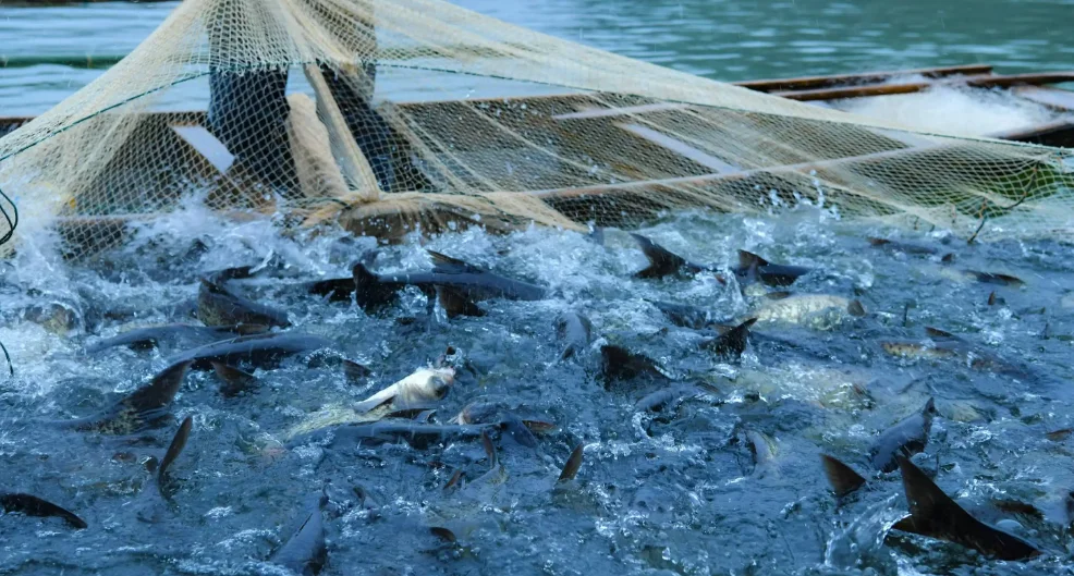 凤芳水产:蔚蓝丰收,水产行业的触网蝶变