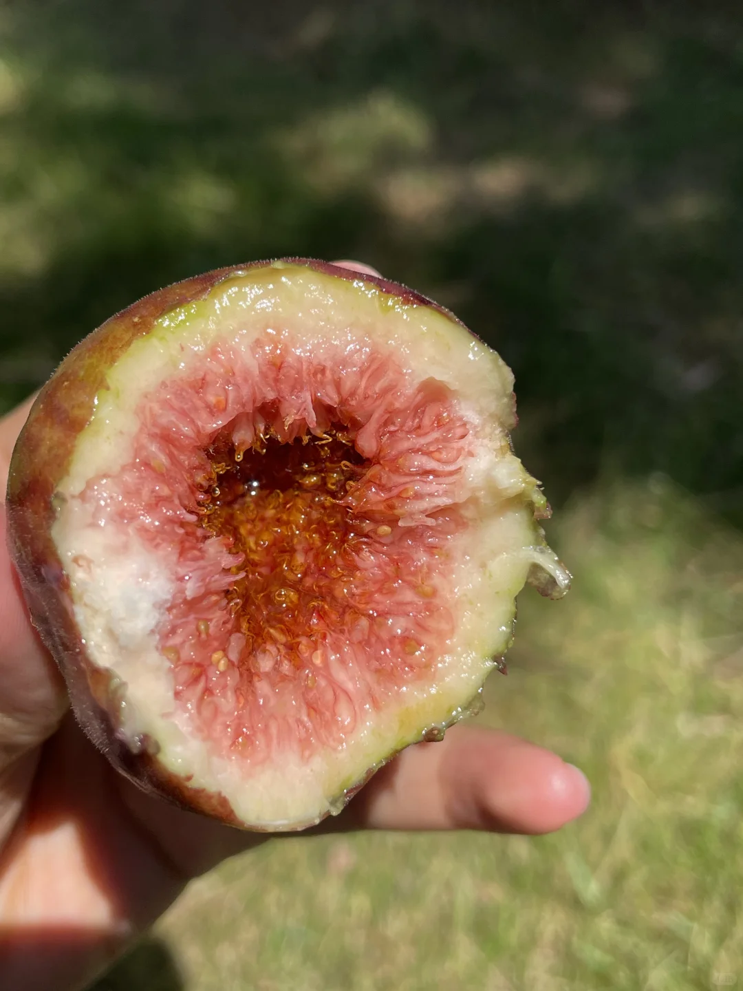 推荐冻起来吃?这样能吃一年~