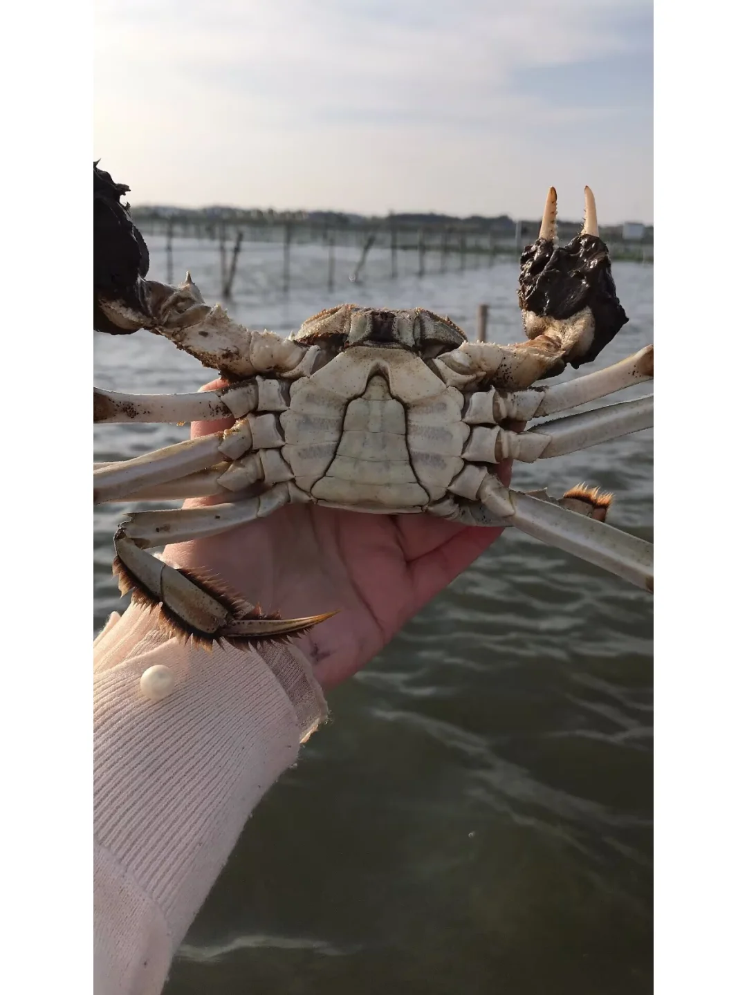 我们家大闸蟹都是自产自销