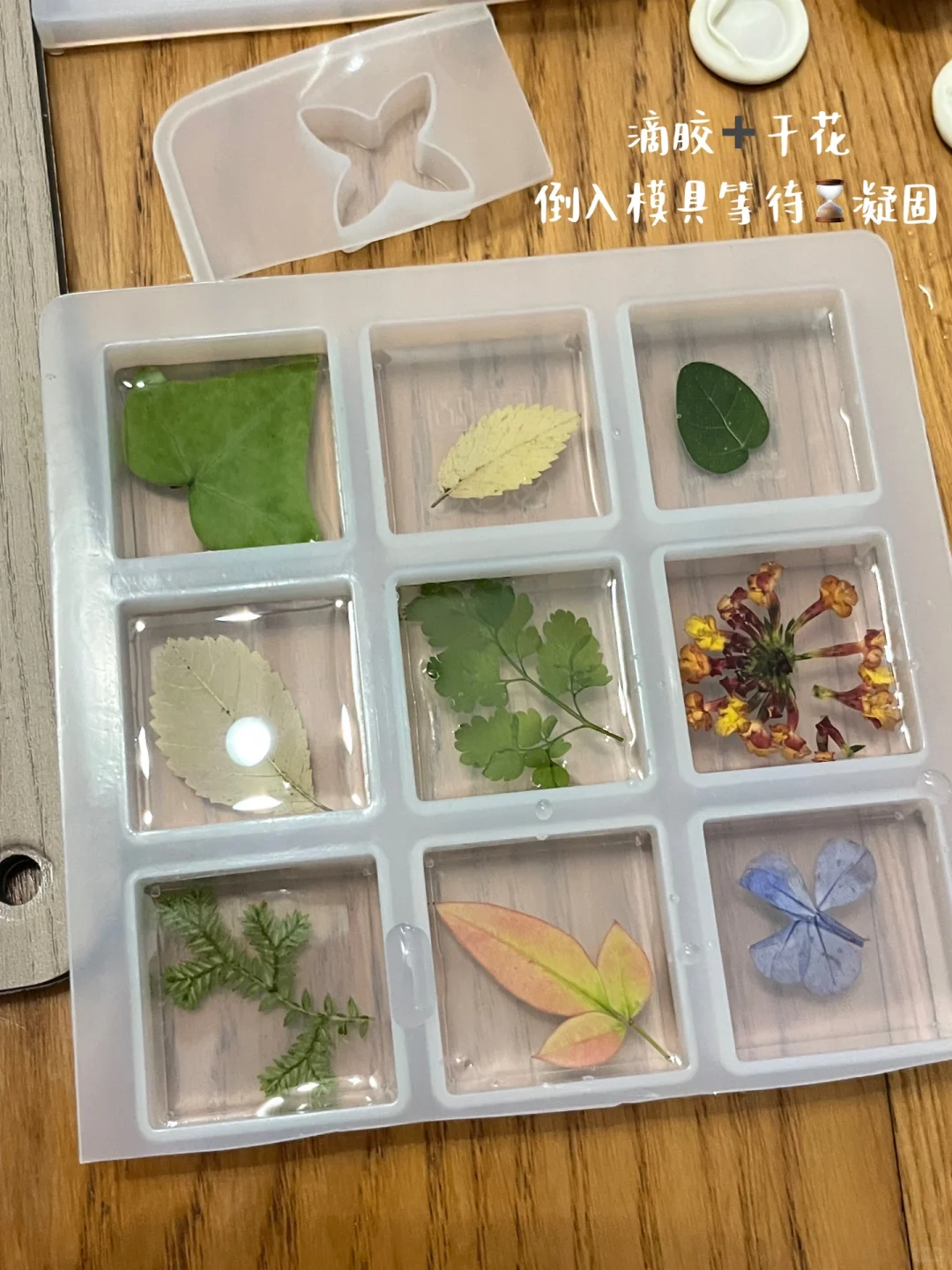 滴胶植物标本?制作详细教程来了