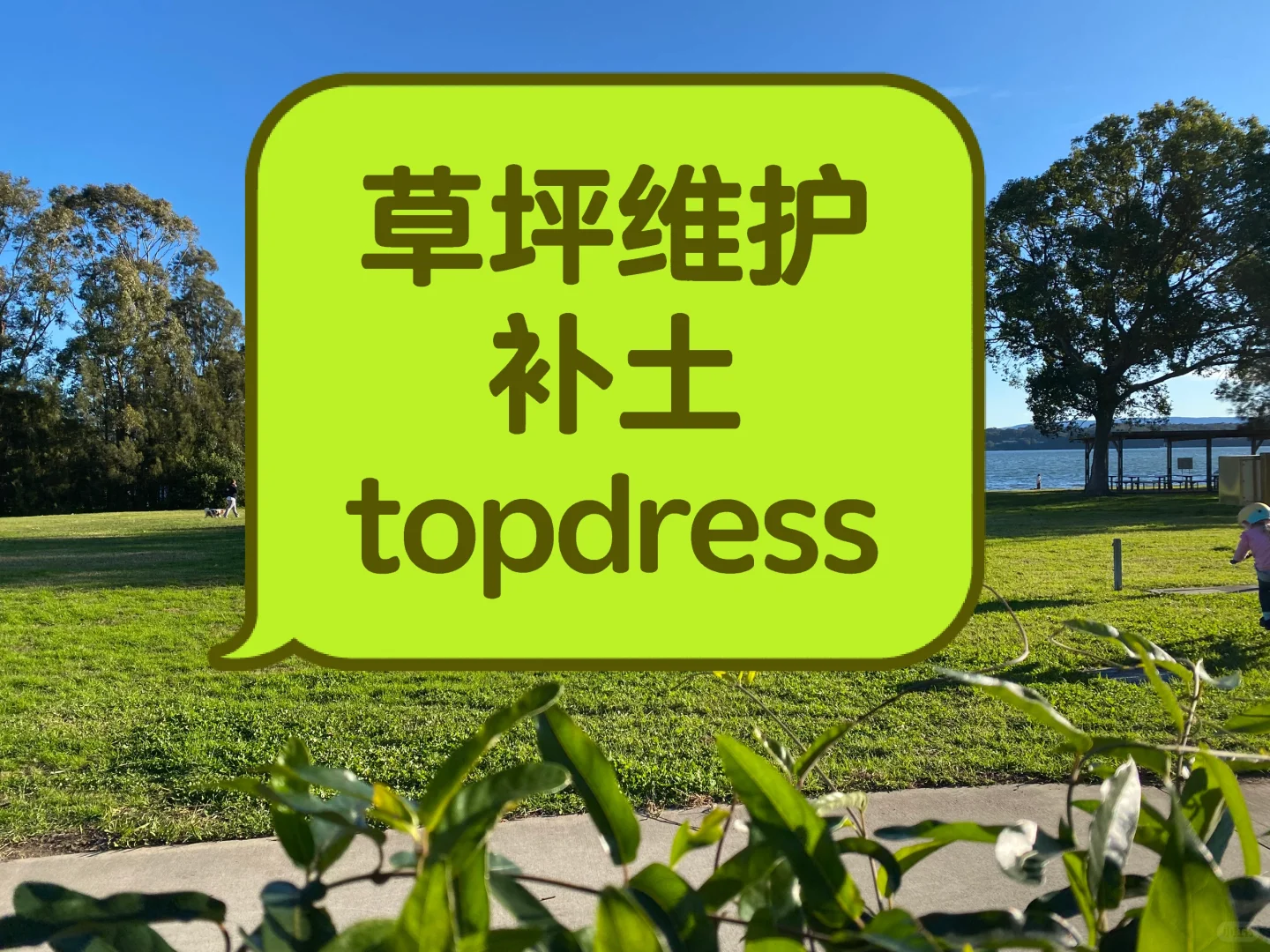 ?? 补土 top dressing 草坪维护