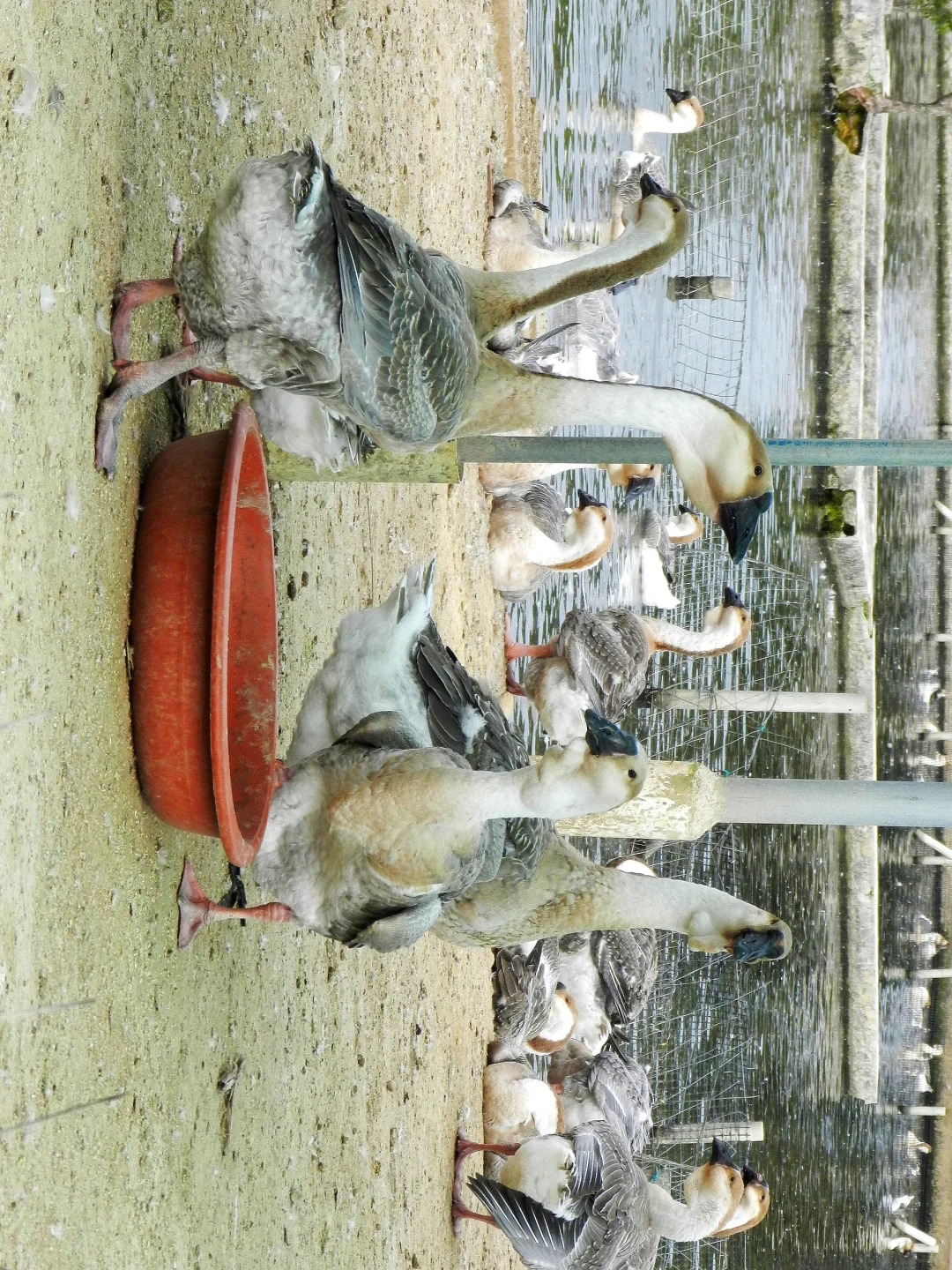 潜入澄海狮头鹅养殖场!