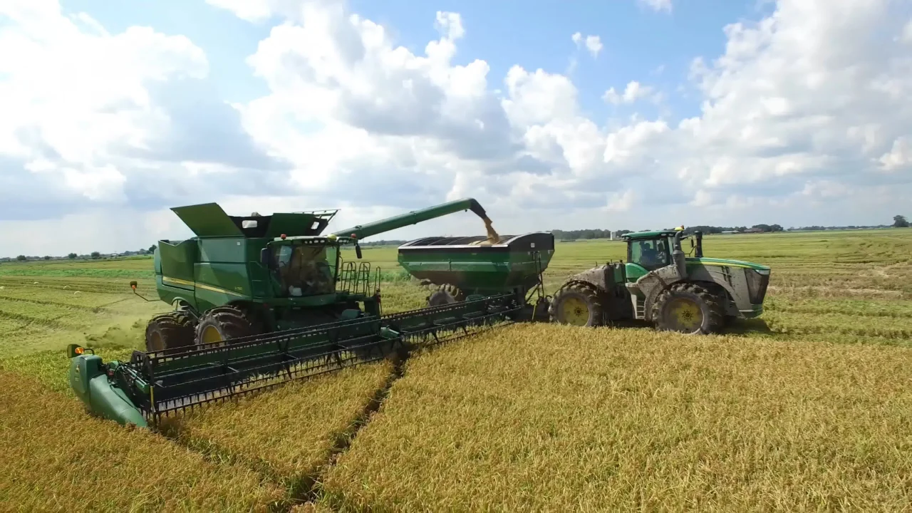 祖谷米业为您科普全球范围内广泛种植